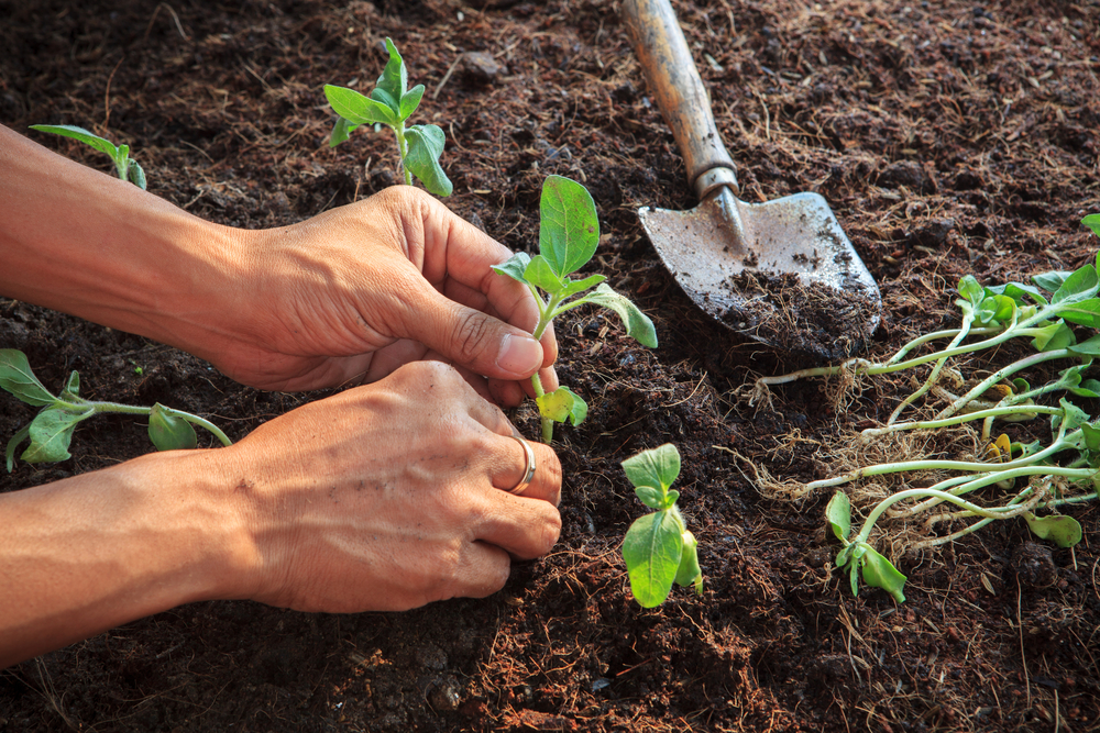 Sunflowers Your Guide for Planting, Growing, and Harvesting The Habitat