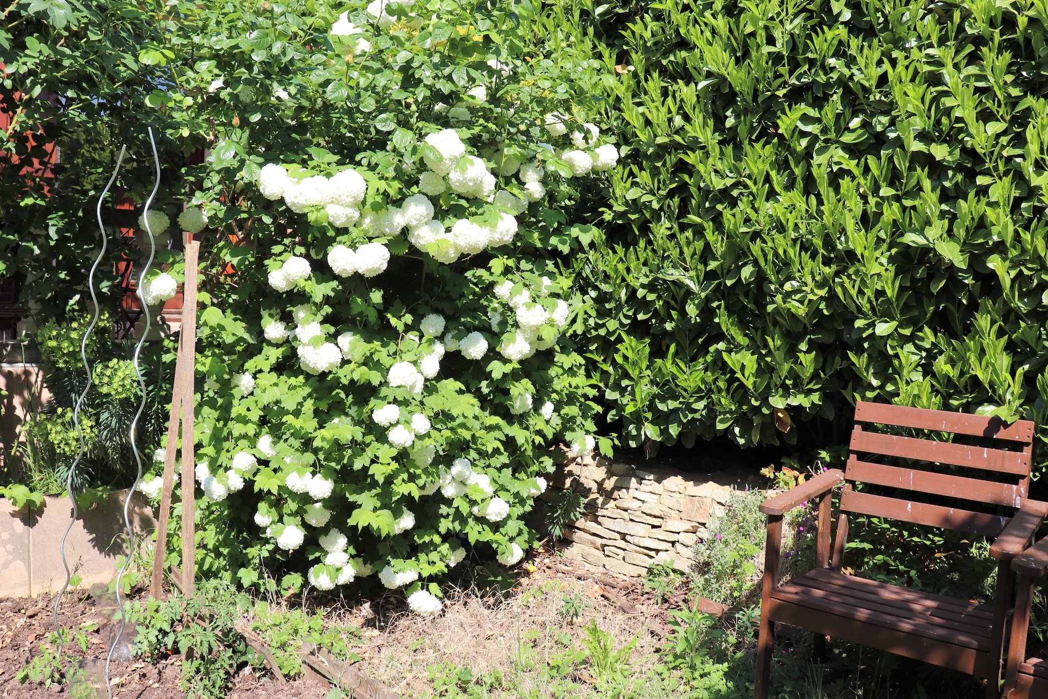 Grow the Beautiful Arrowwood Viburnum Tree The Habitat