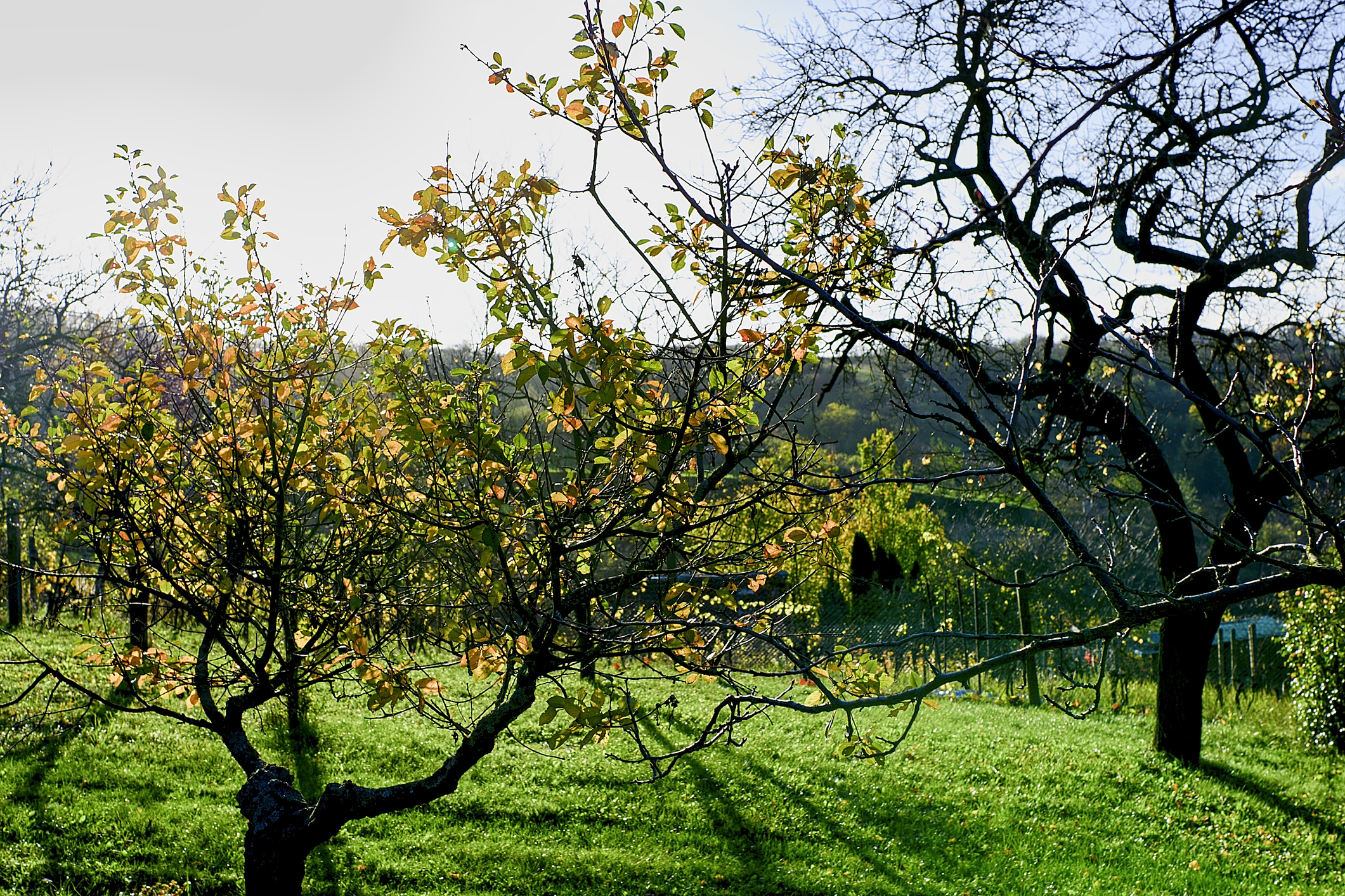 Grow the Beautiful Arrowwood Viburnum Tree The Habitat