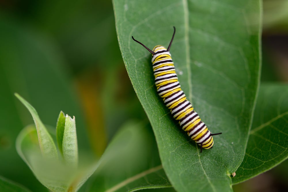 How to Deal With Caterpillars in Your Garden The Habitat