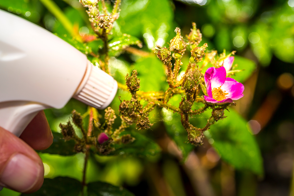 How to Deal With Caterpillars in Your Garden The Habitat