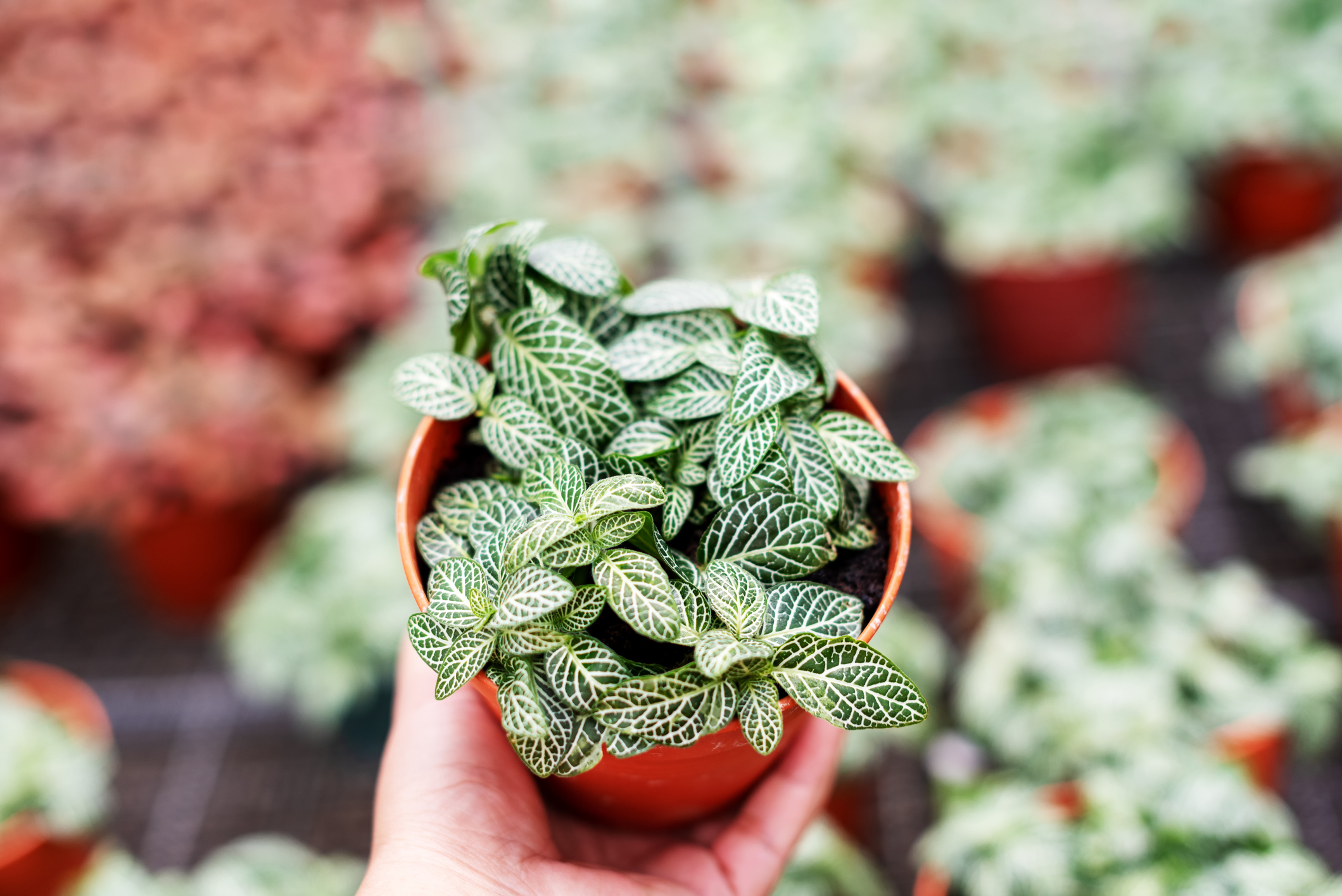 Expert Tips on Nerve Plant Care The Habitat