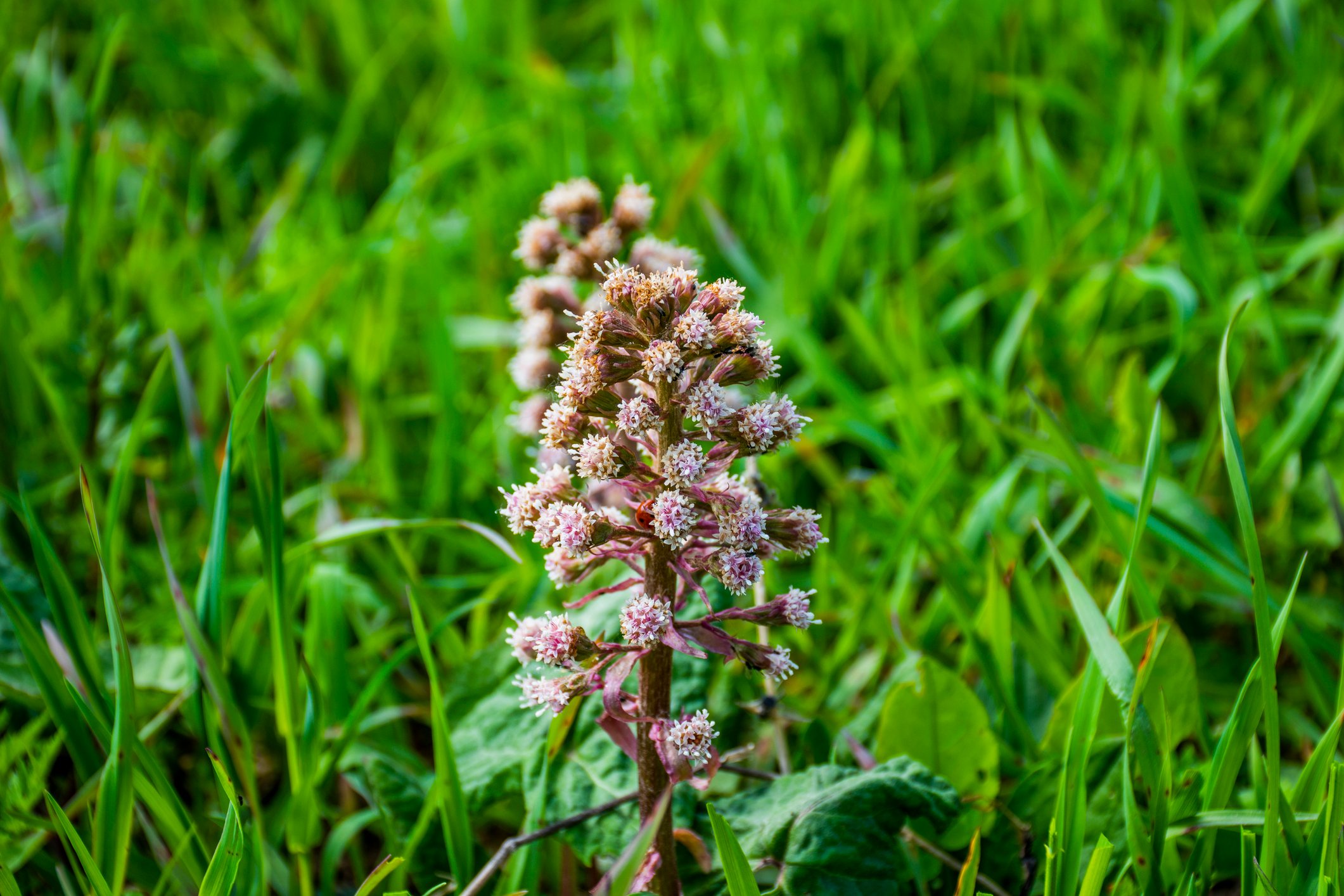 15 Ways to Grow and Care for Butterbur Plants The Habitat