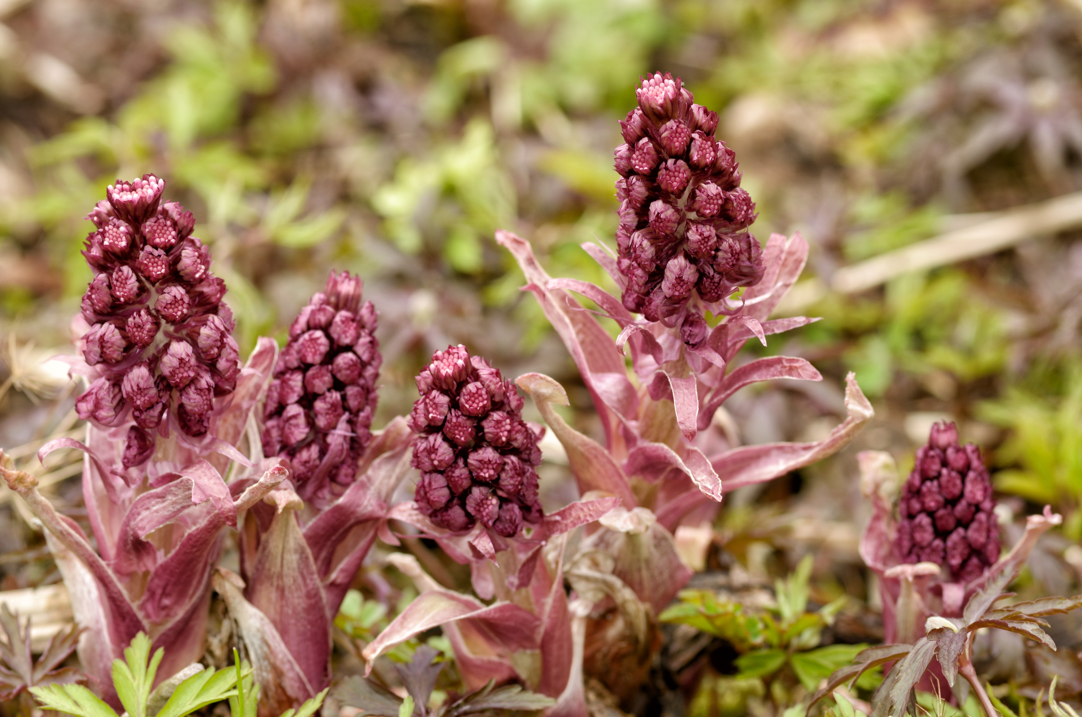 15 Ways to Grow and Care for Butterbur Plants The Habitat