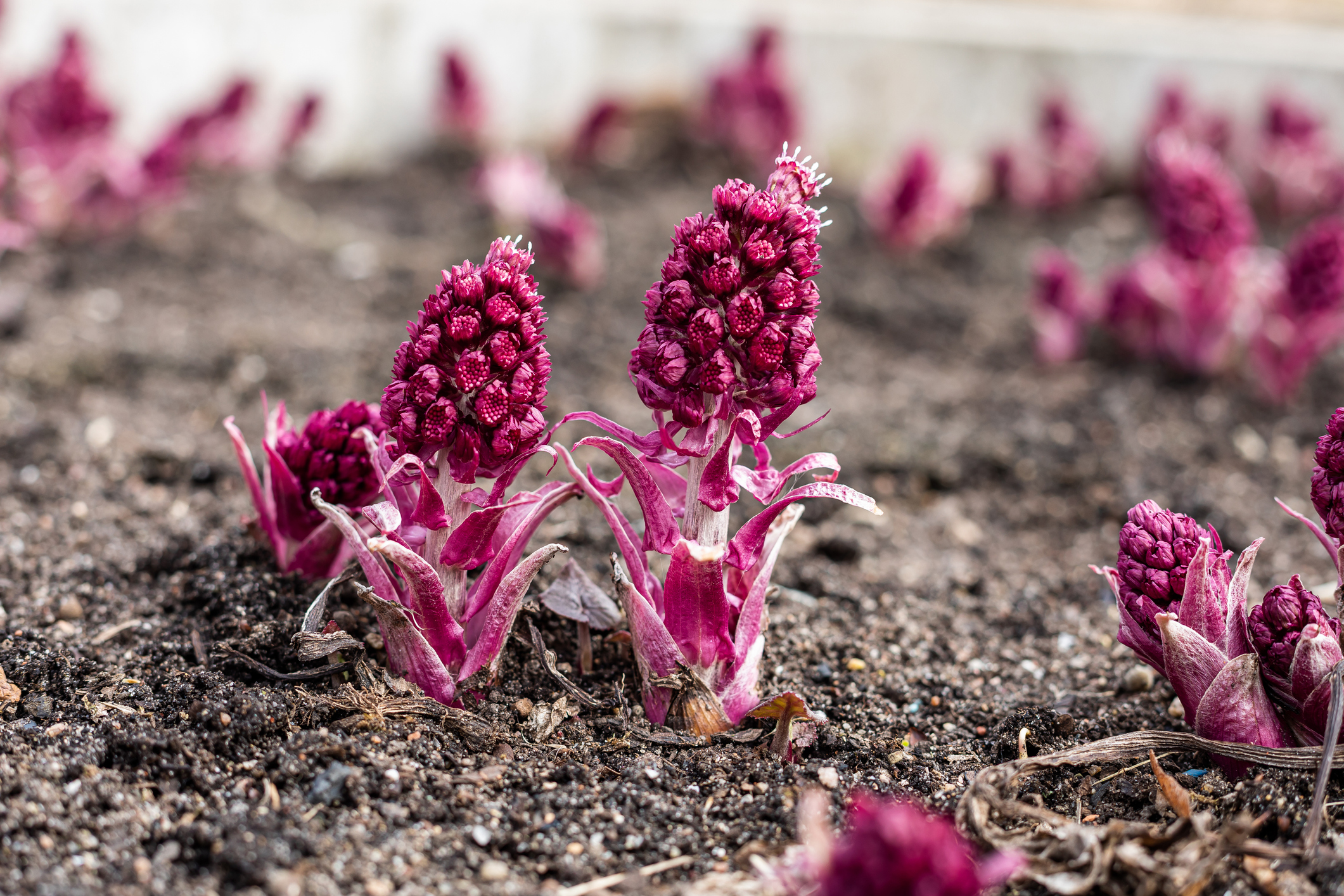 15 Ways to Grow and Care for Butterbur Plants The Habitat