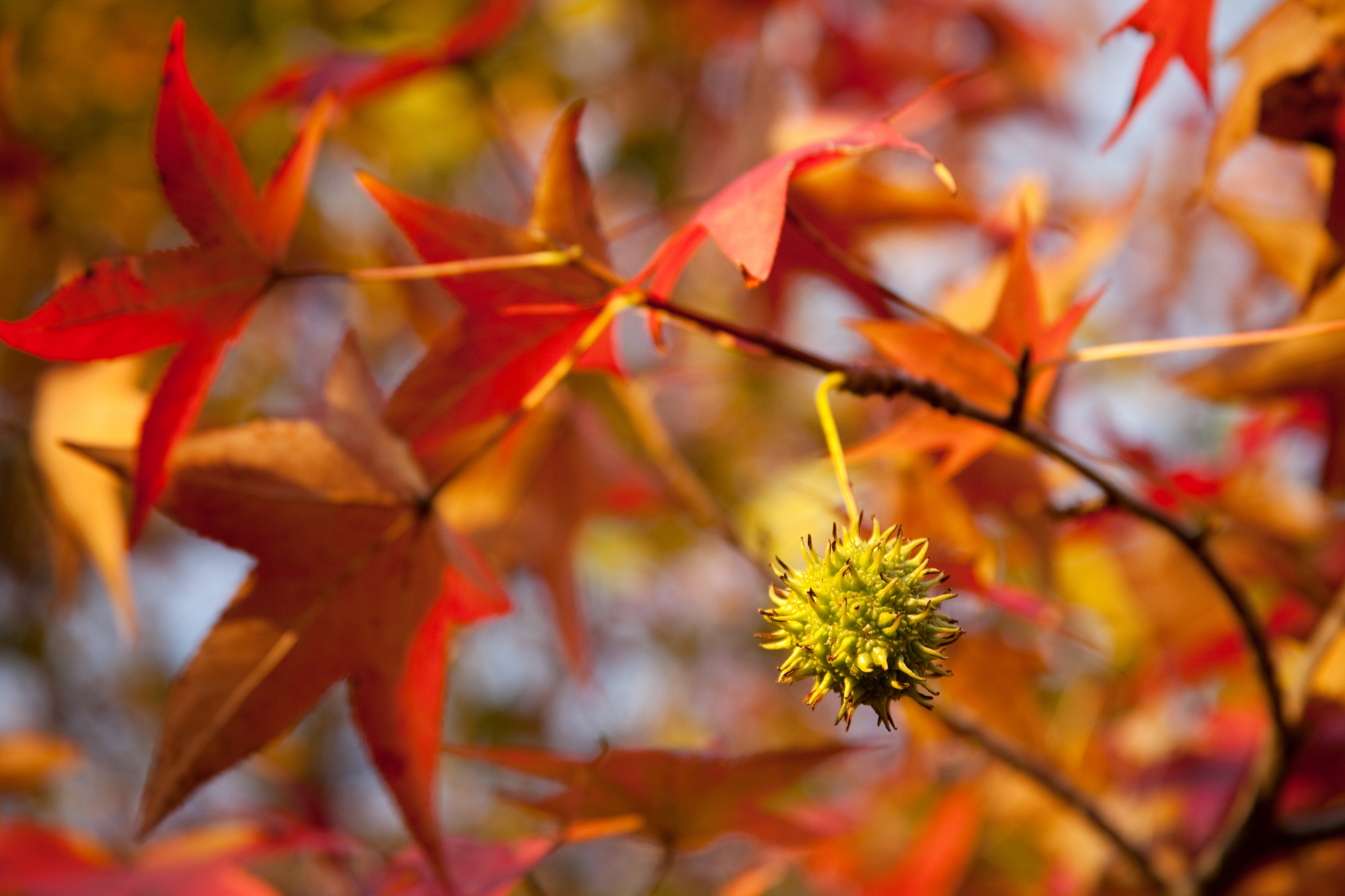 Growing Your Own Sweetgum Tree The Habitat