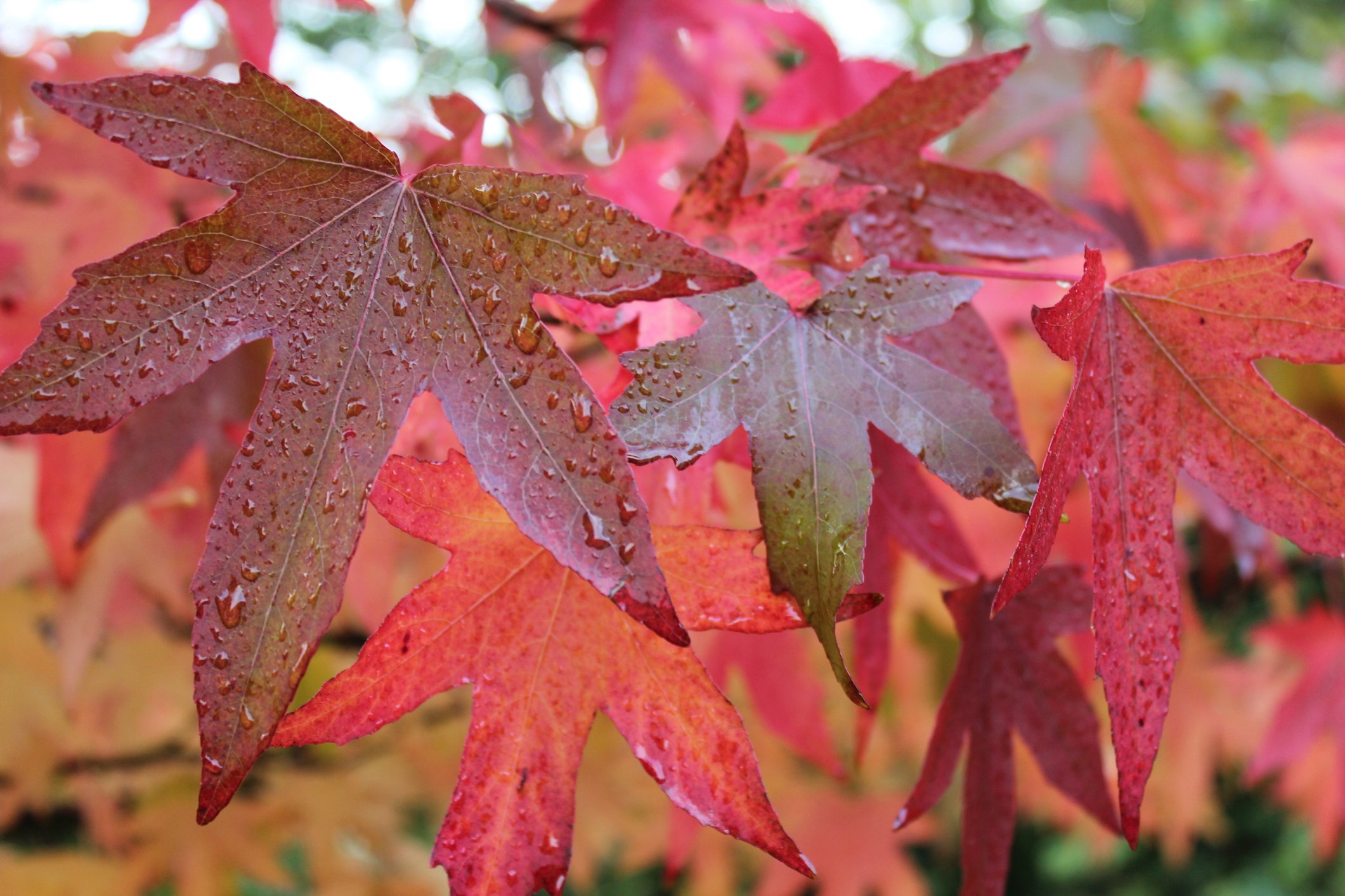 Growing Your Own Sweetgum Tree The Habitat
