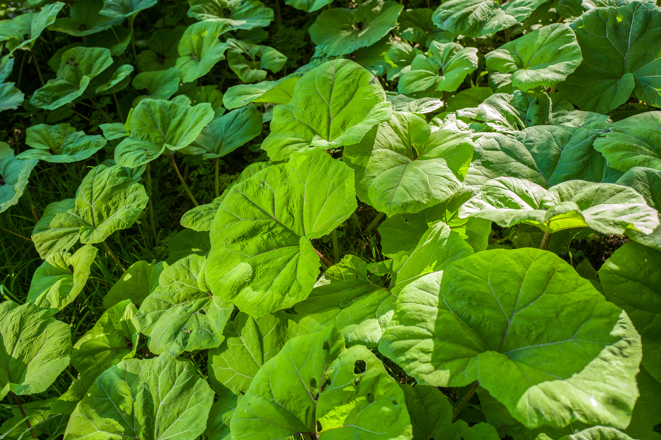 15 Ways to Grow and Care for Butterbur Plants The Habitat