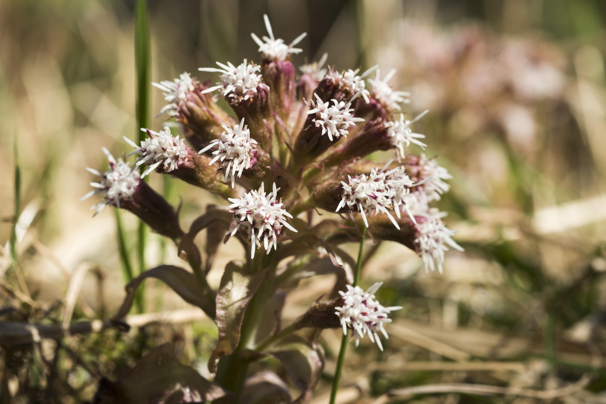 15 Ways to Grow and Care for Butterbur Plants The Habitat