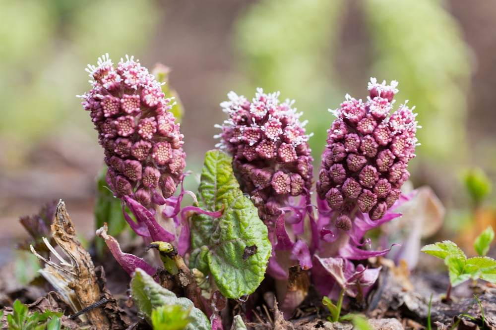 15 Ways to Grow and Care for Butterbur Plants The Habitat