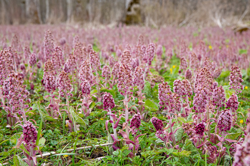 15 Ways to Grow and Care for Butterbur Plants The Habitat