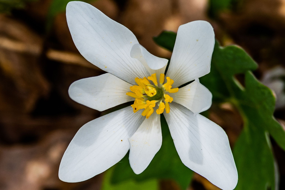 How to Grow Your Own Bloodroot Plant - The Habitat