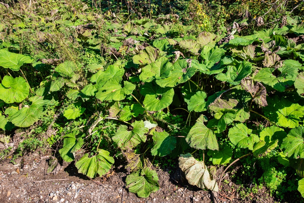 15 Ways to Grow and Care for Butterbur Plants The Habitat