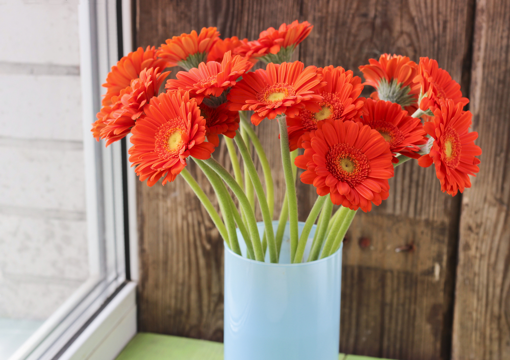 Raising Daisies How to Grow Gerberas The Habitat