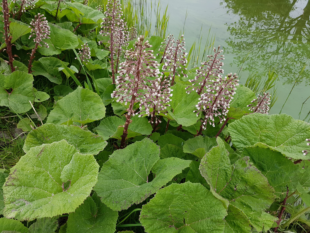 15 Ways to Grow and Care for Butterbur Plants The Habitat