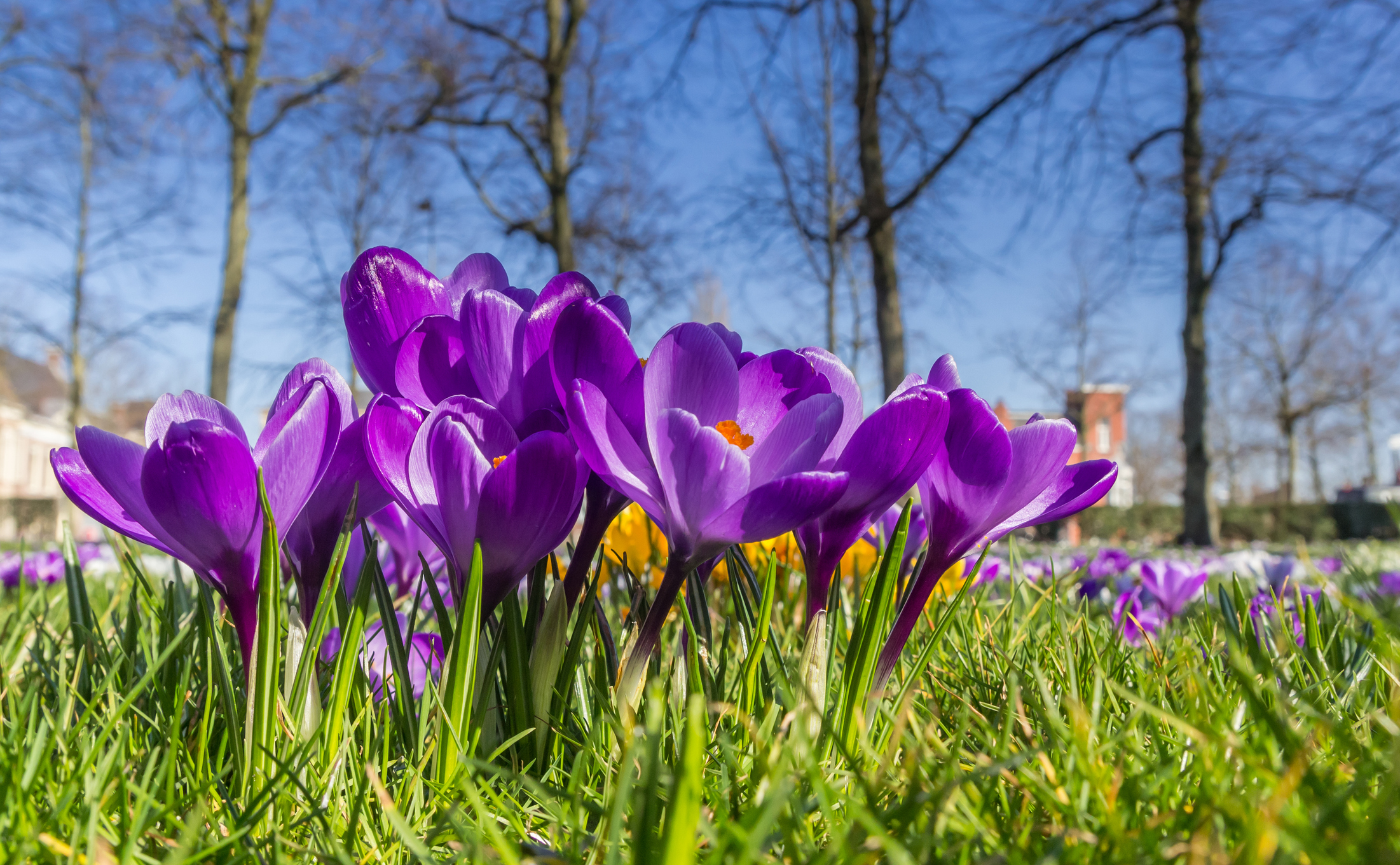 10 Vibrant Flowers That Bloom In Spring - The Habitat
