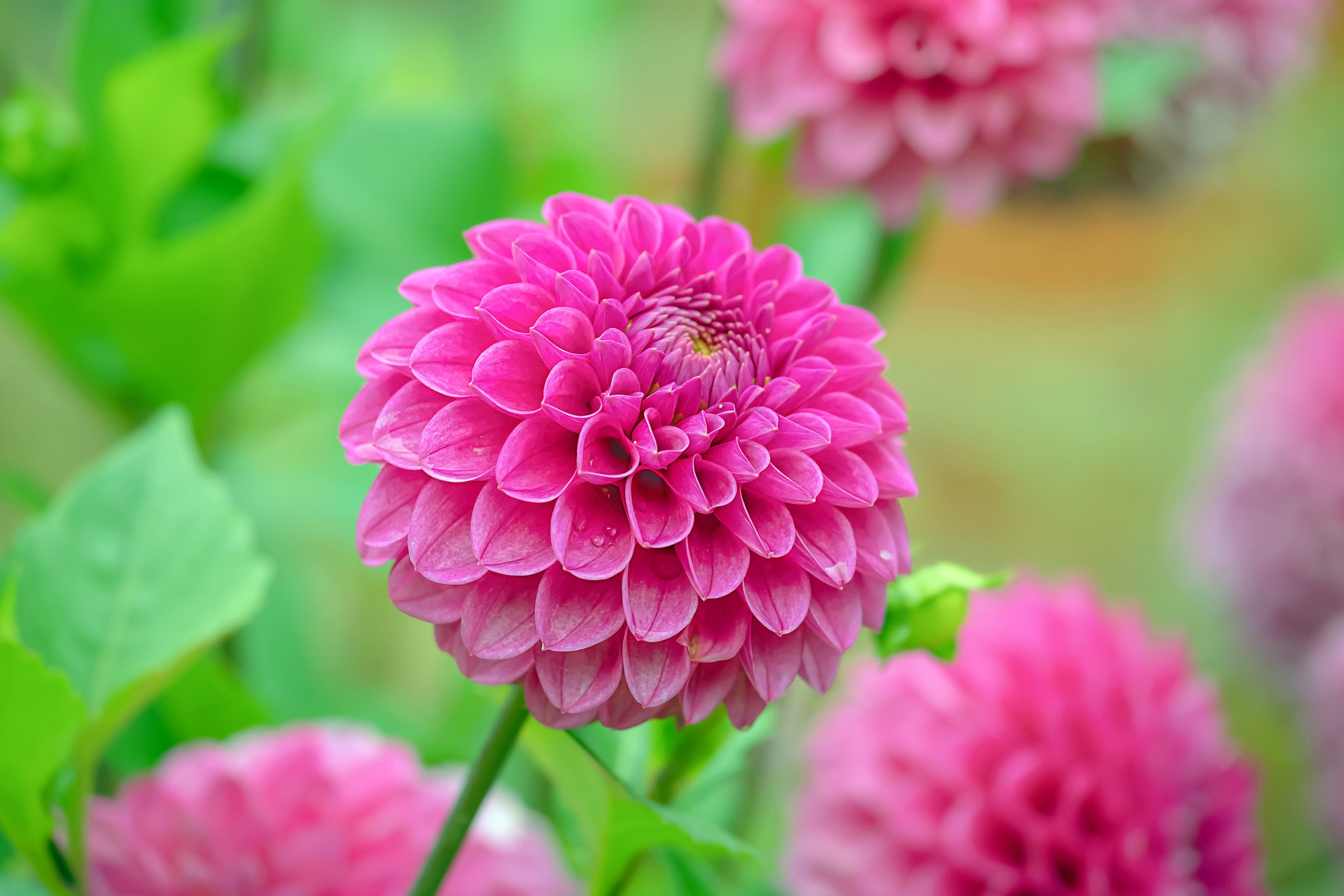 Growing Chrysanthemums in Your Garden The Habitat