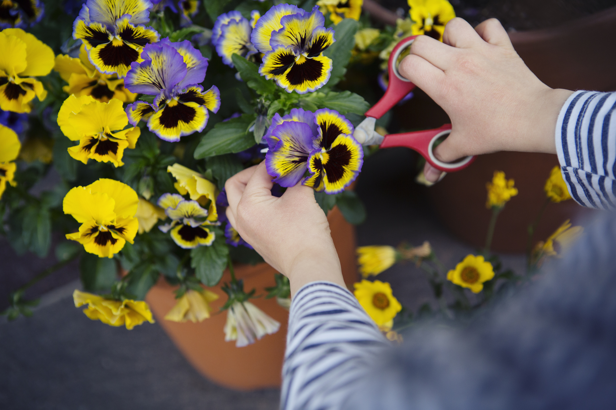 How to Grow Pansies in Your Garden The Habitat