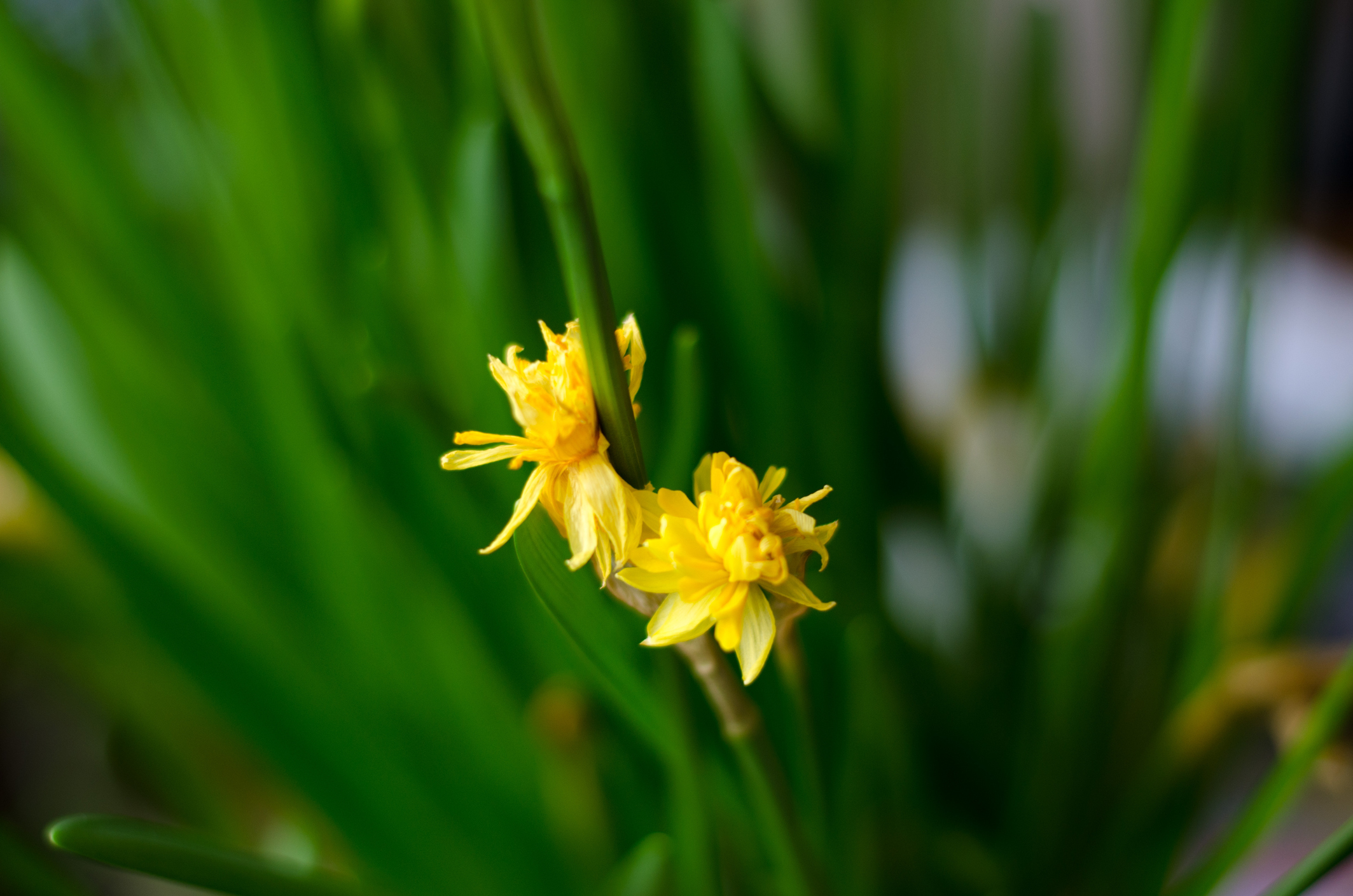 15 Easy Steps for Growing Daffodils The Habitat