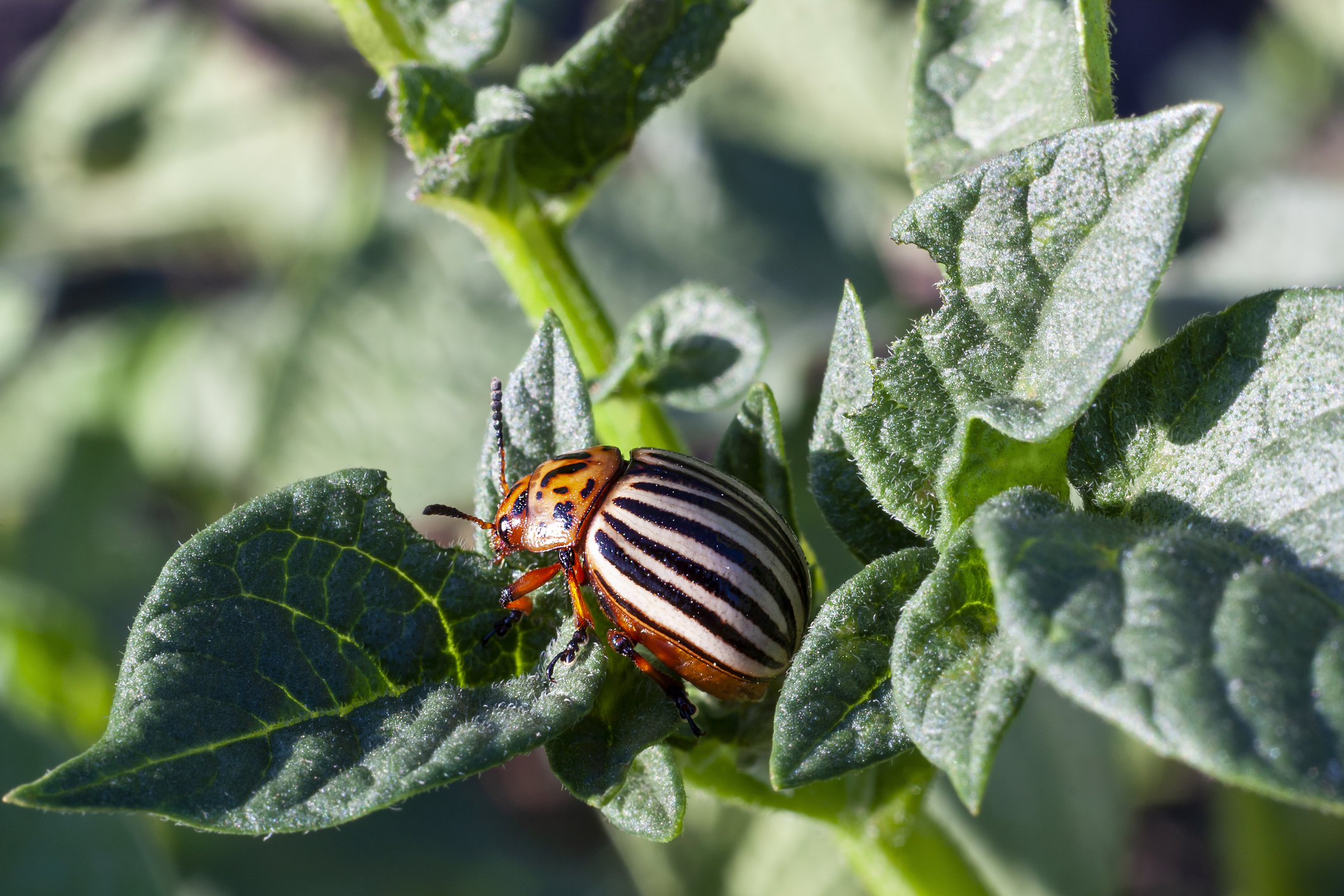 Your GrowTo FAQ for Planting Potatoes The Habitat