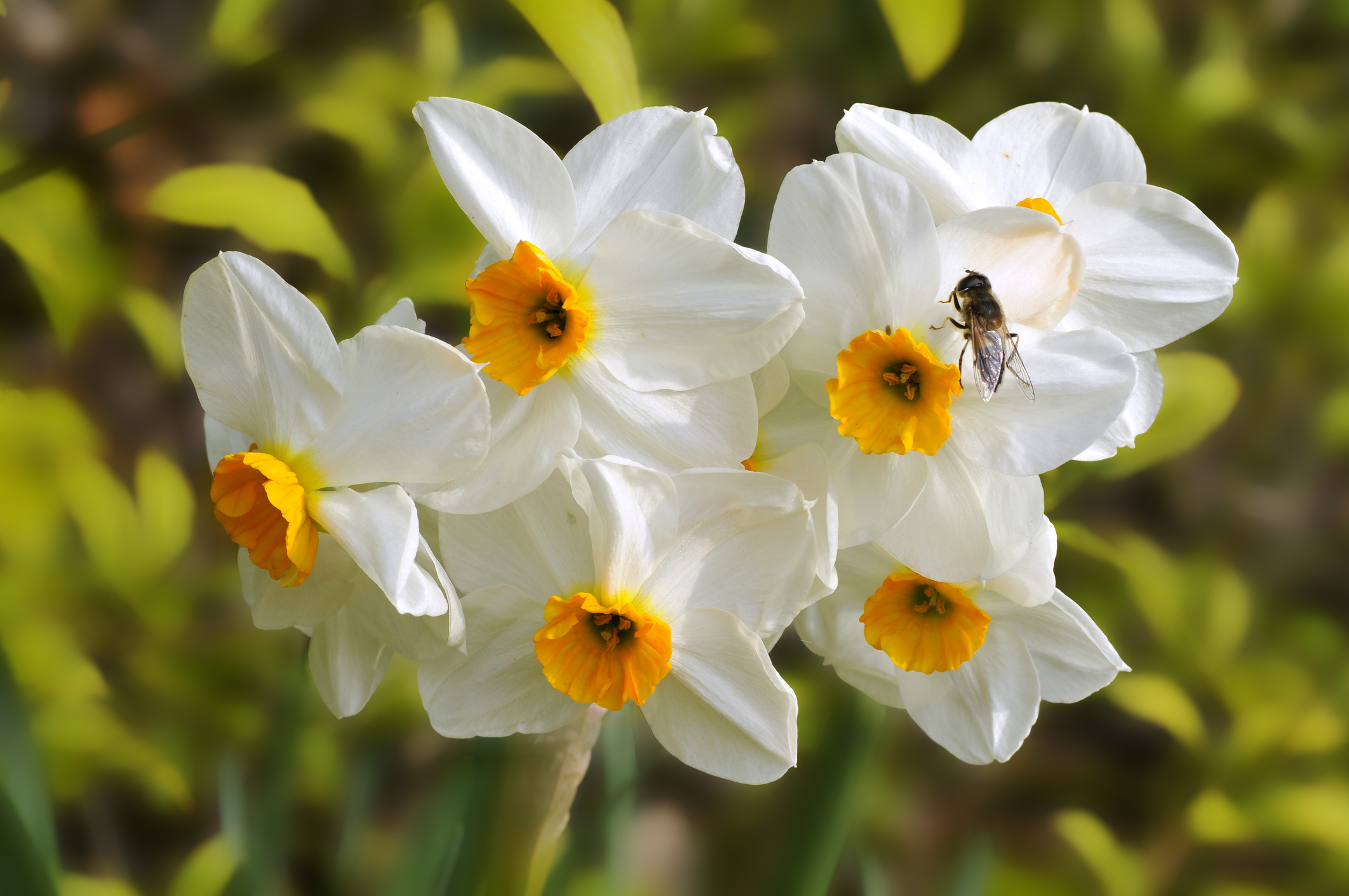 15 Easy Steps for Growing Daffodils The Habitat