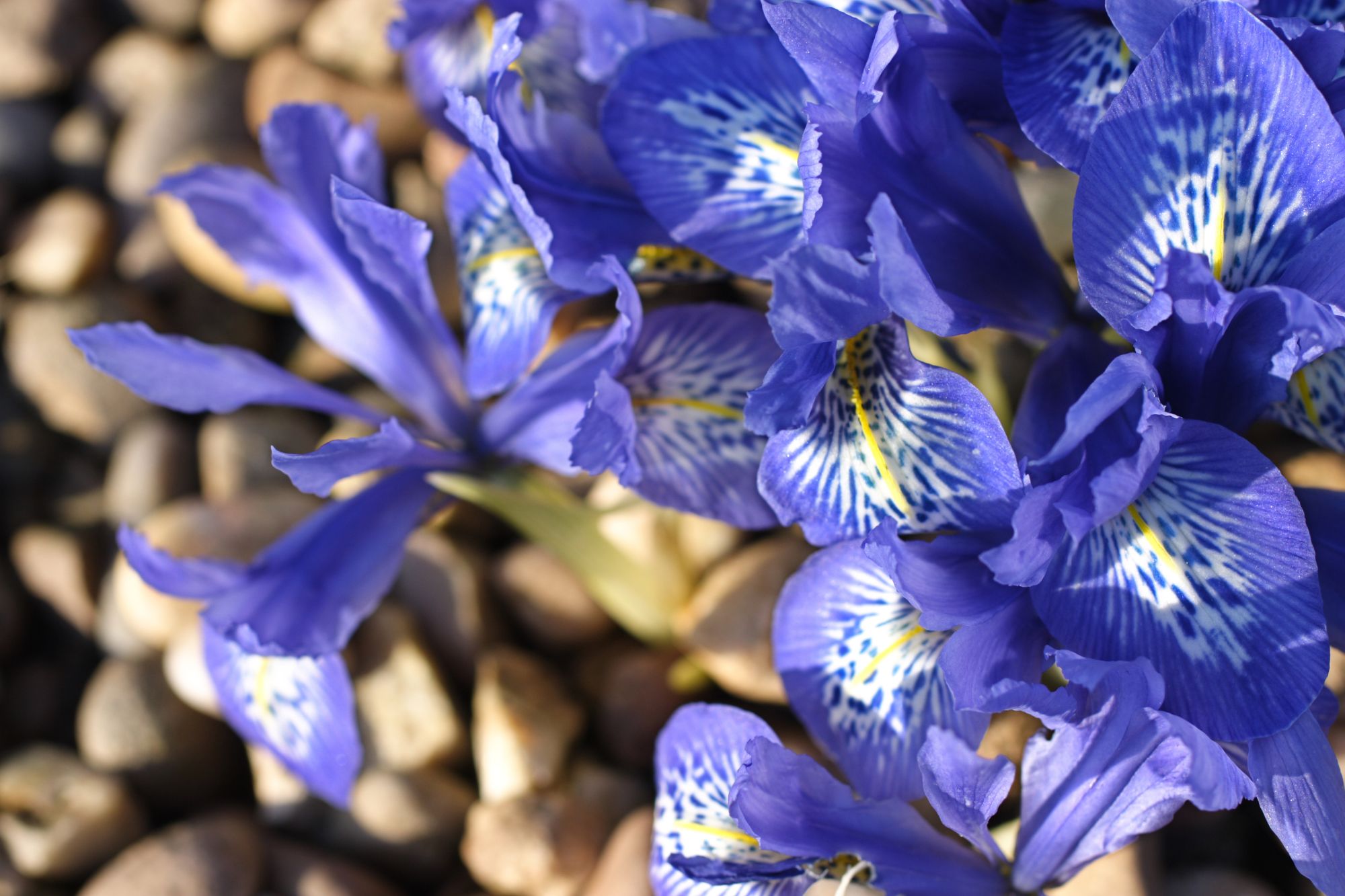 10 Vibrant Flowers That Bloom In Spring - The Habitat