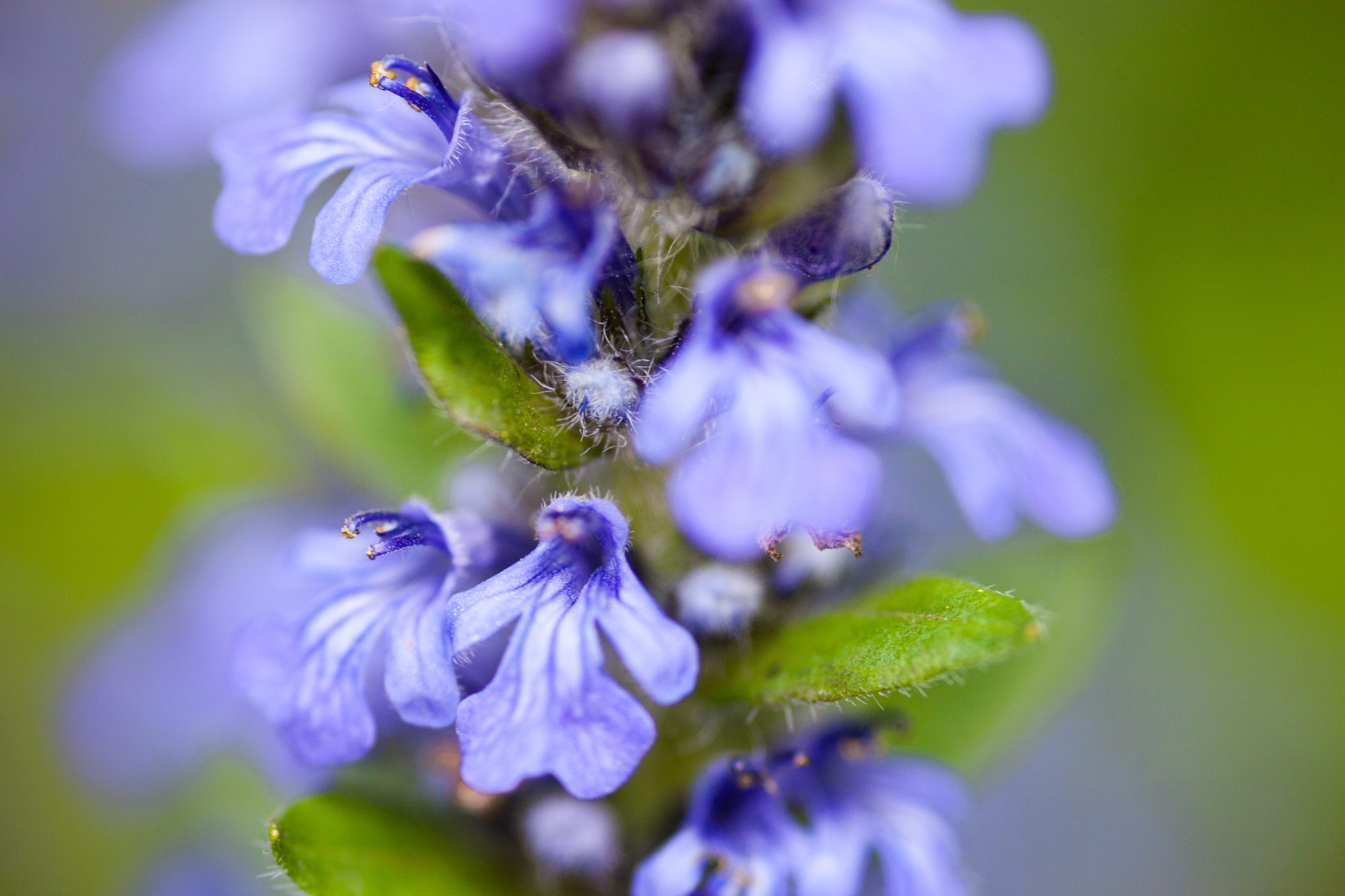 Great Groundcover How to Cultivate Ajuga The Habitat