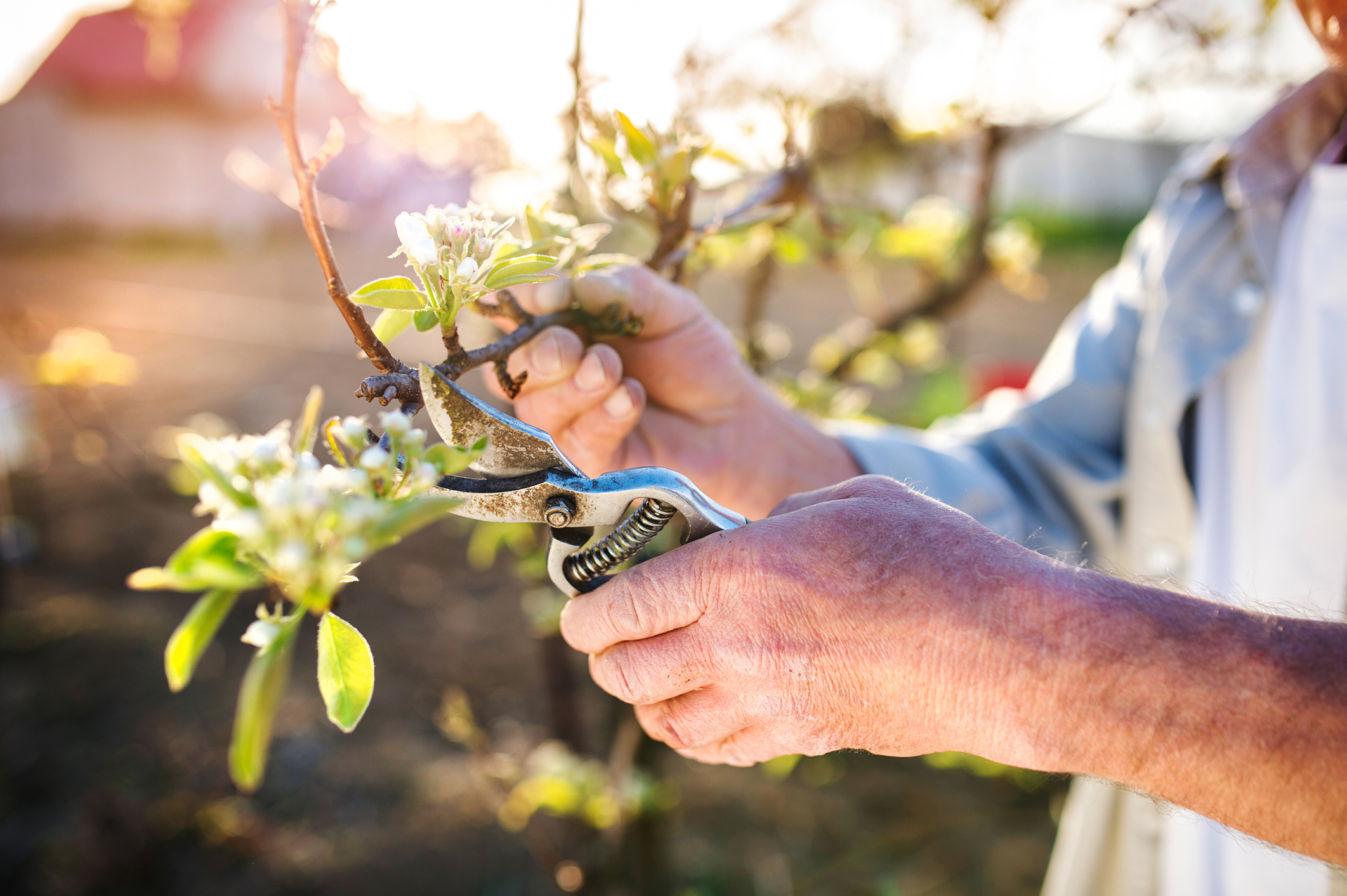 10 Tips for Healthy Fruit Trees - The Habitat
