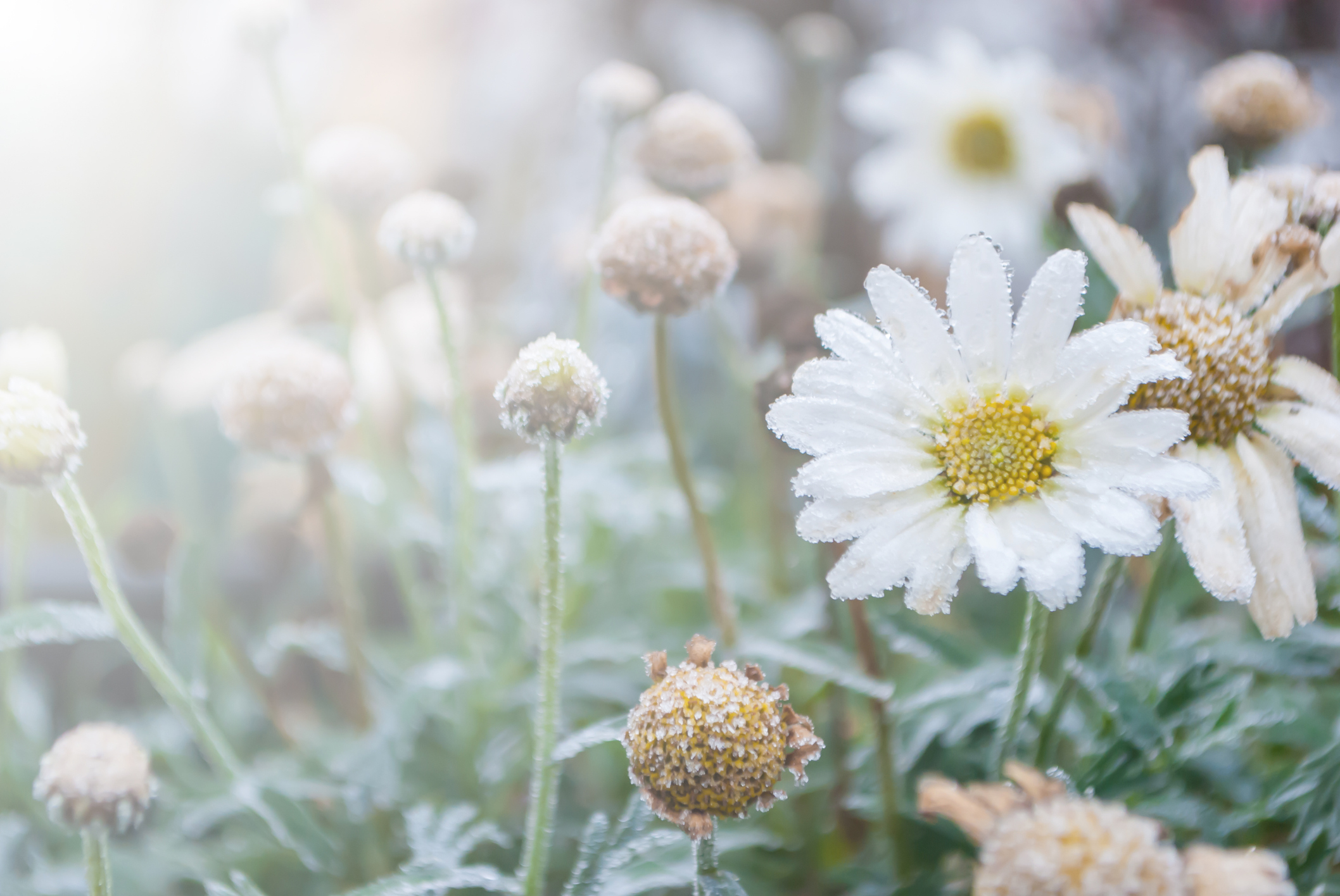 Growing Chrysanthemums in Your Garden The Habitat