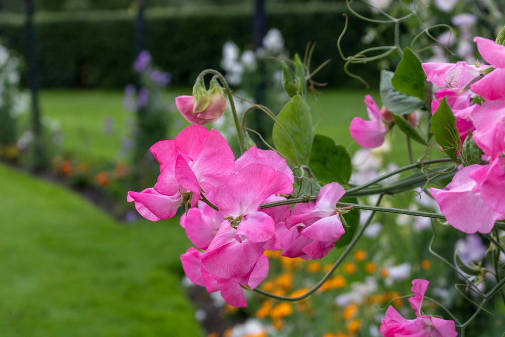 How to Grow Sweet Peas The Habitat