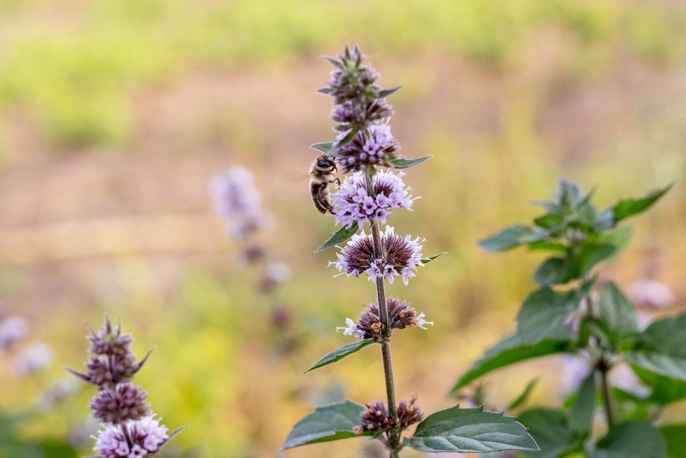 The Best Plants for Inviting Bees to Your Garden - The Habitat