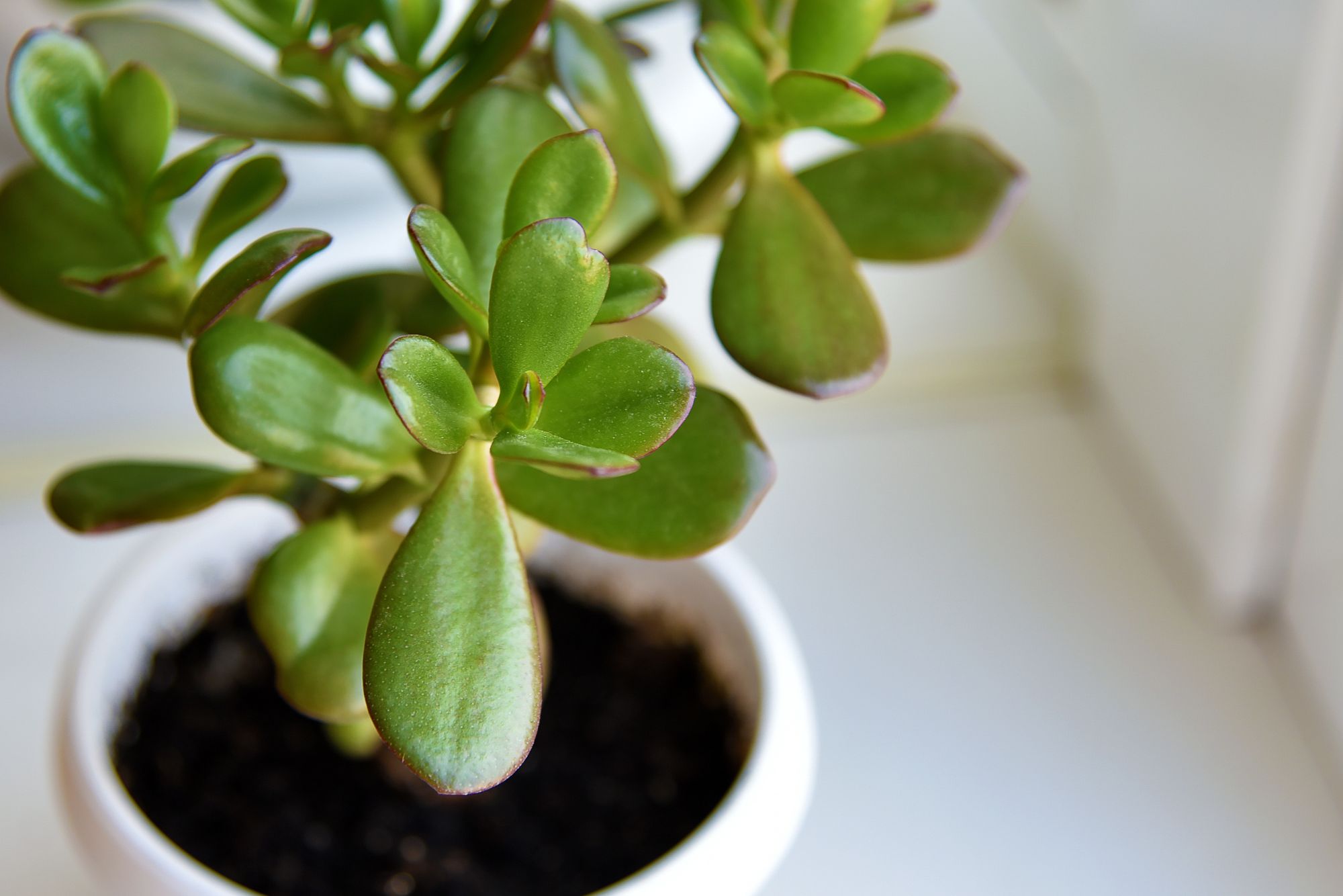 The Easiest and Hardest Succulents to Keep Alive The Habitat