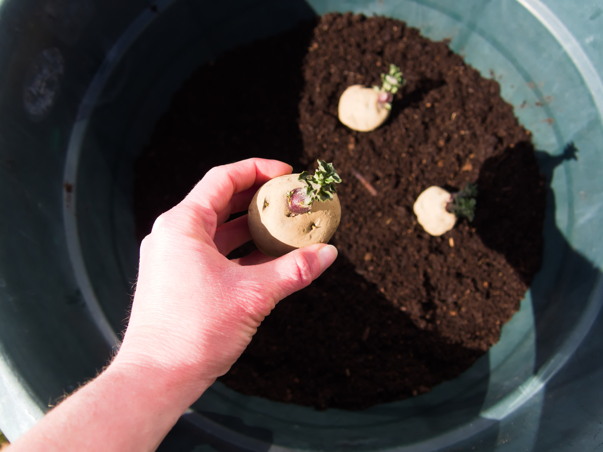 10 steps to successfully grow potatoes The Habitat