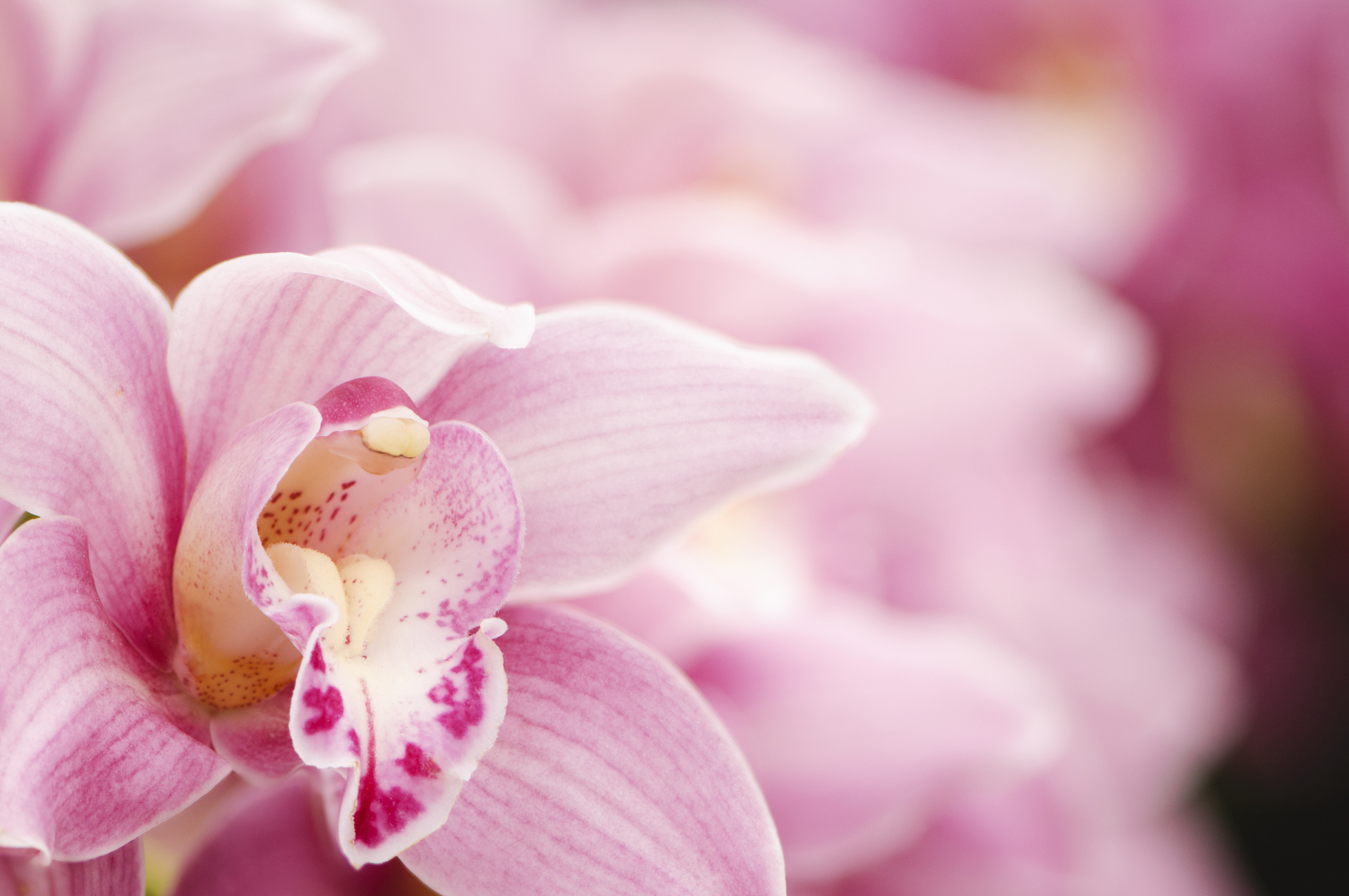FAQ Caring For Orchids The Habitat
