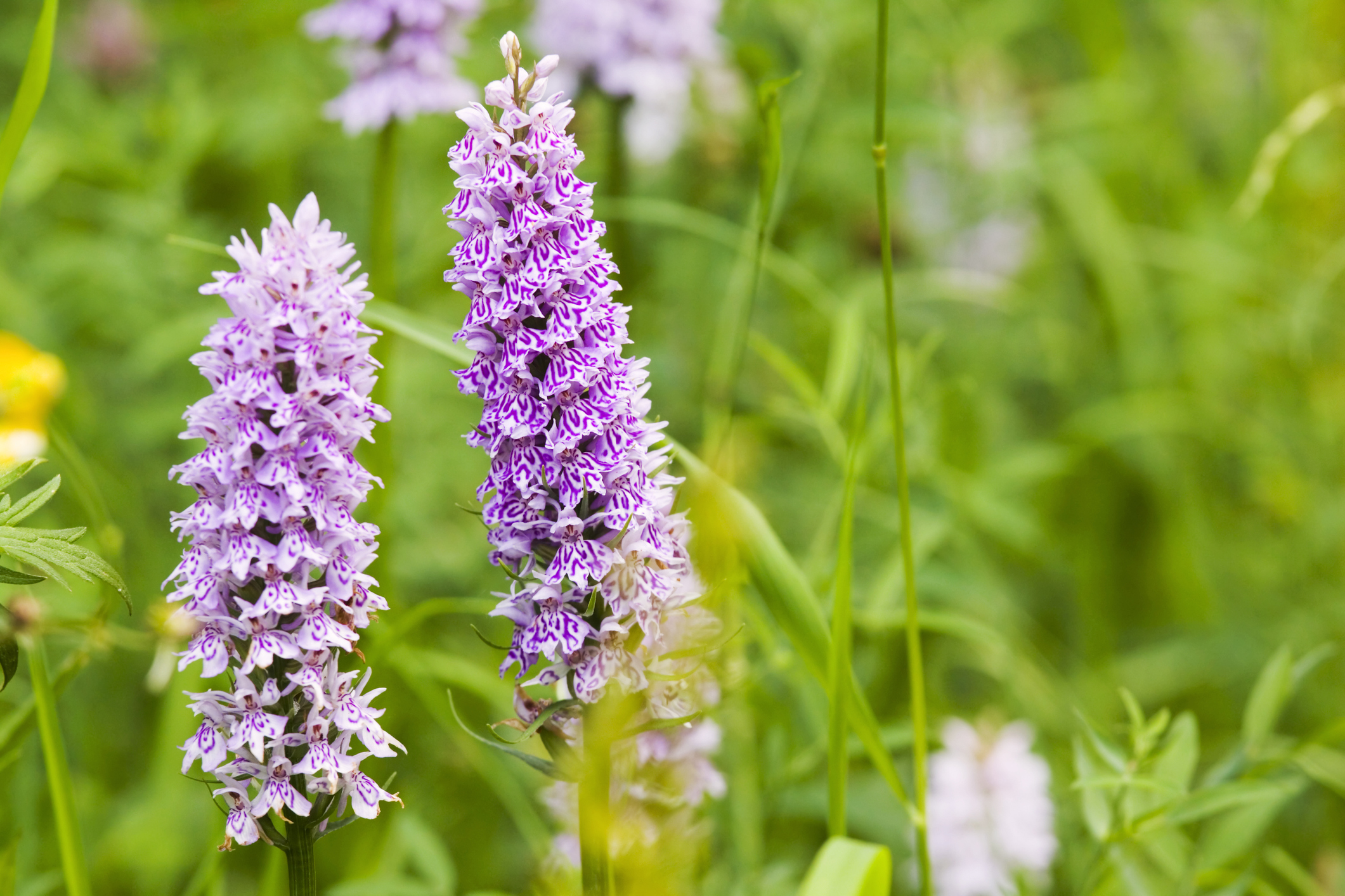 10 Orchids for Every USDA Hardiness Zone - The Habitat
