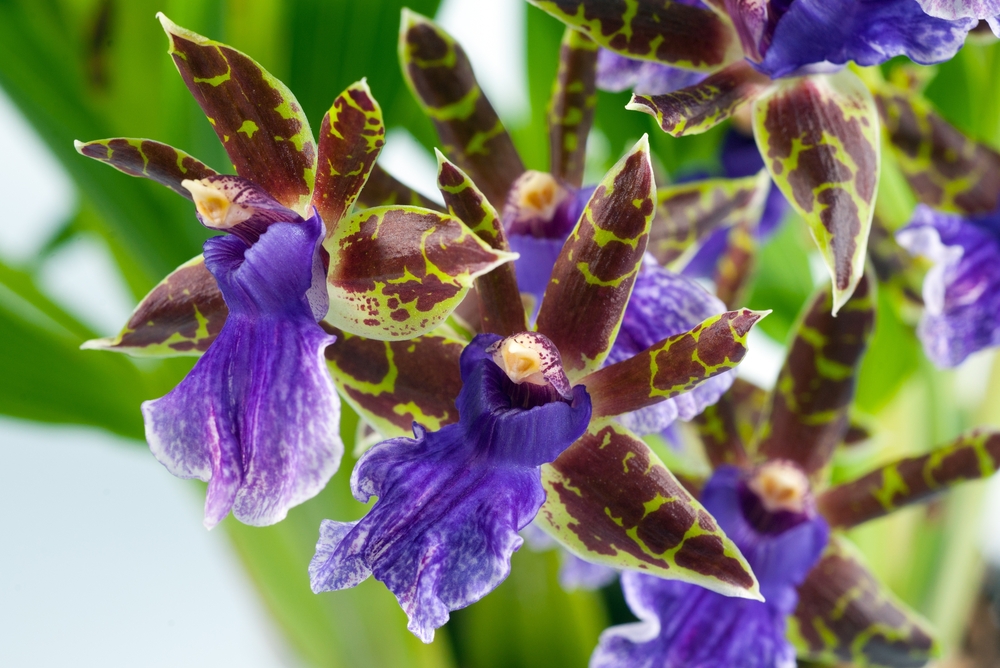 10 Orchids for Every USDA Hardiness Zone The Habitat