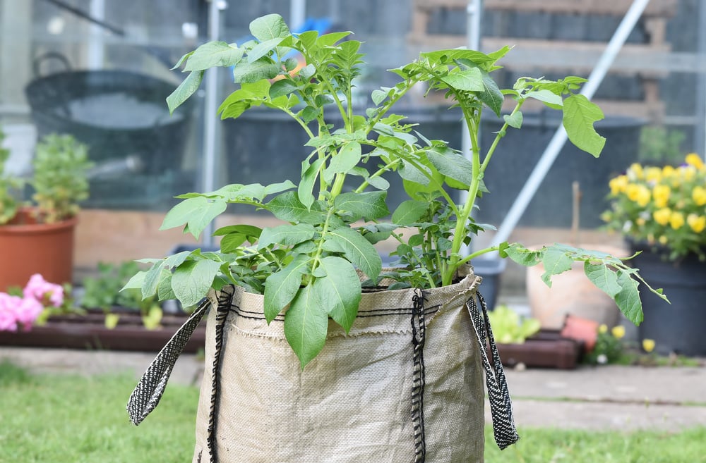 10 steps to successfully grow potatoes The Habitat