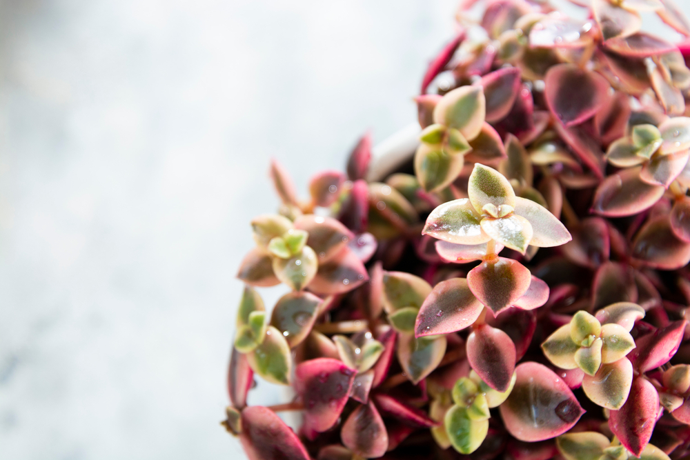 How To Identify Your Succulents - The Habitat