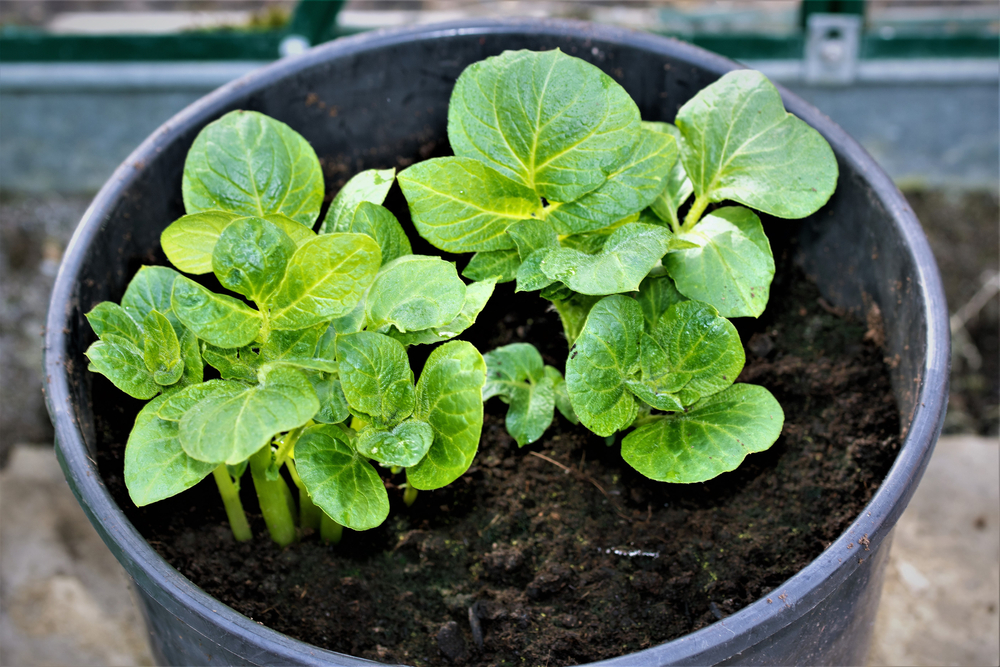 10 steps to successfully grow potatoes The Habitat