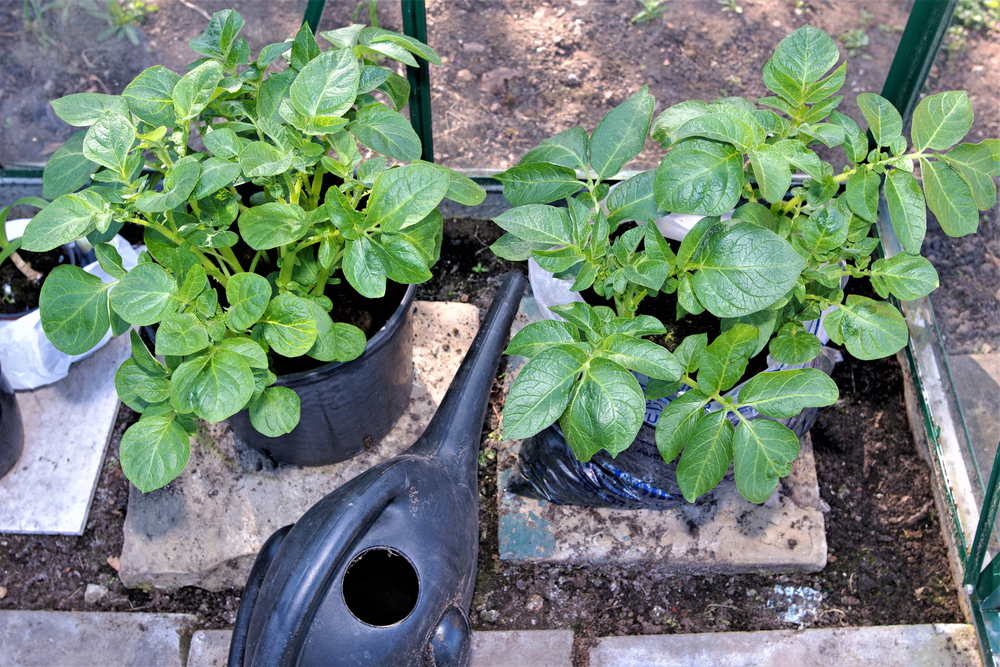 10 steps to successfully grow potatoes The Habitat