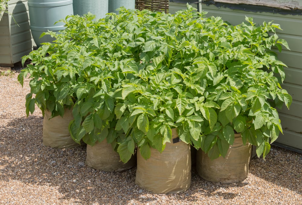 10 steps to successfully grow potatoes The Habitat