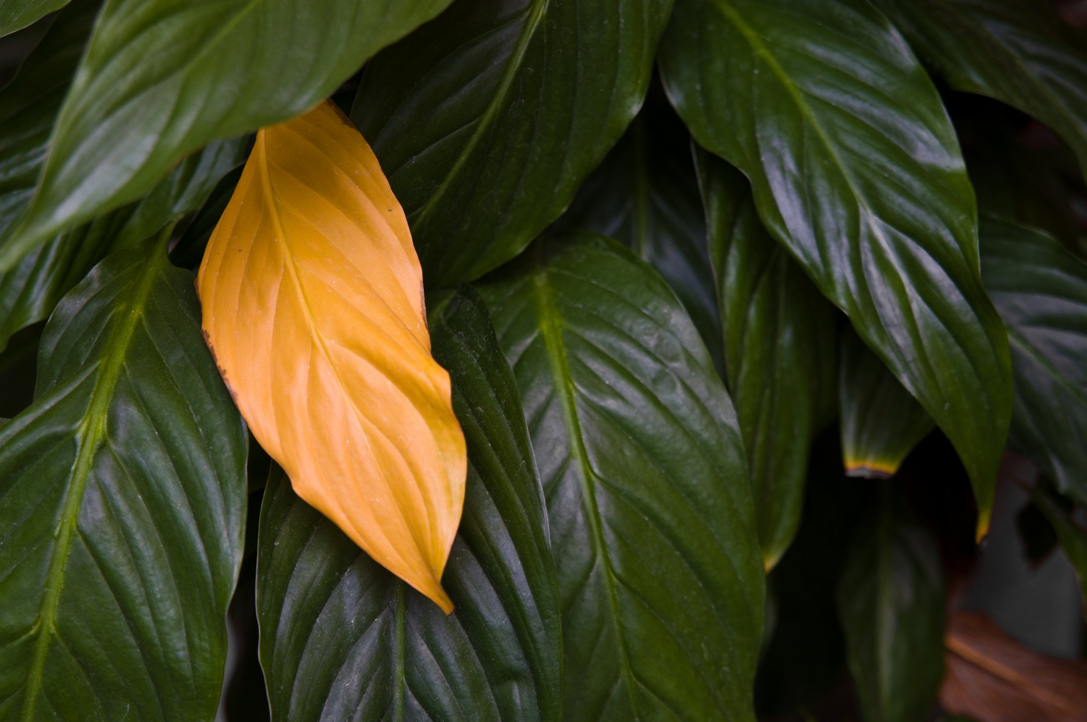 The Beginner's Guide to Peace Lily Care The Habitat