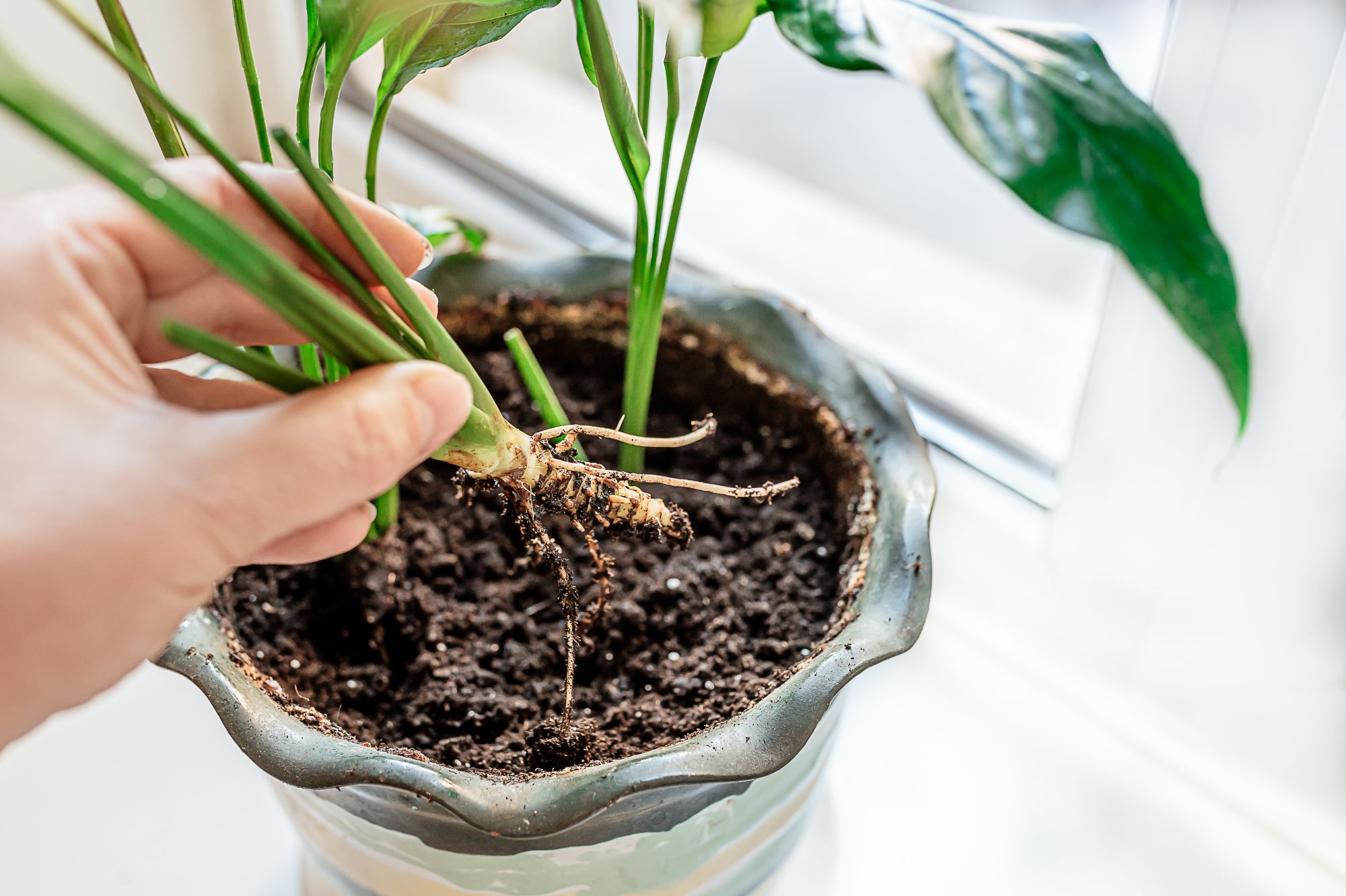 15 simple steps for transplanting your Peace Lily The Habitat