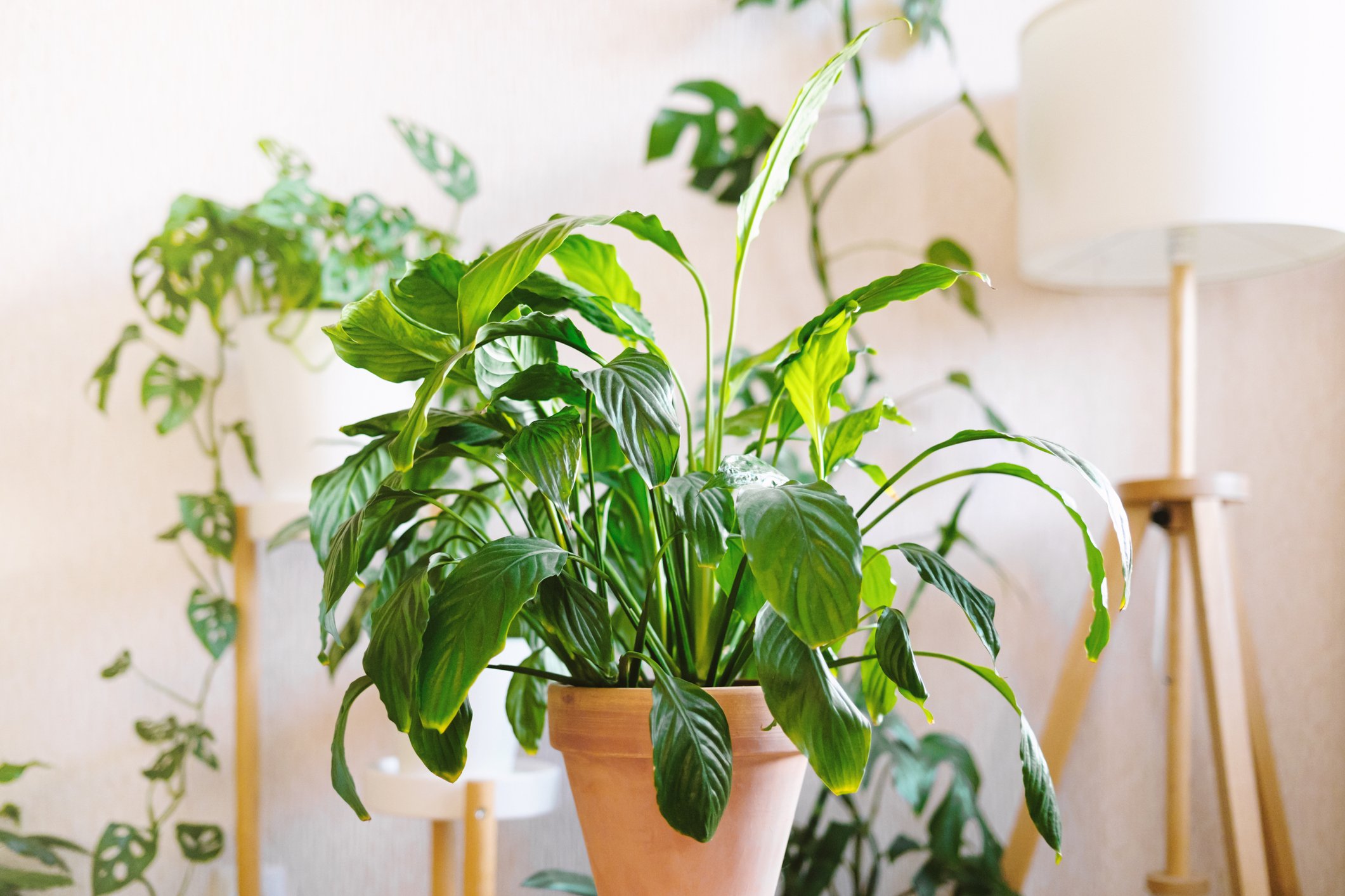 The Beginner's Guide to Peace Lily Care The Habitat