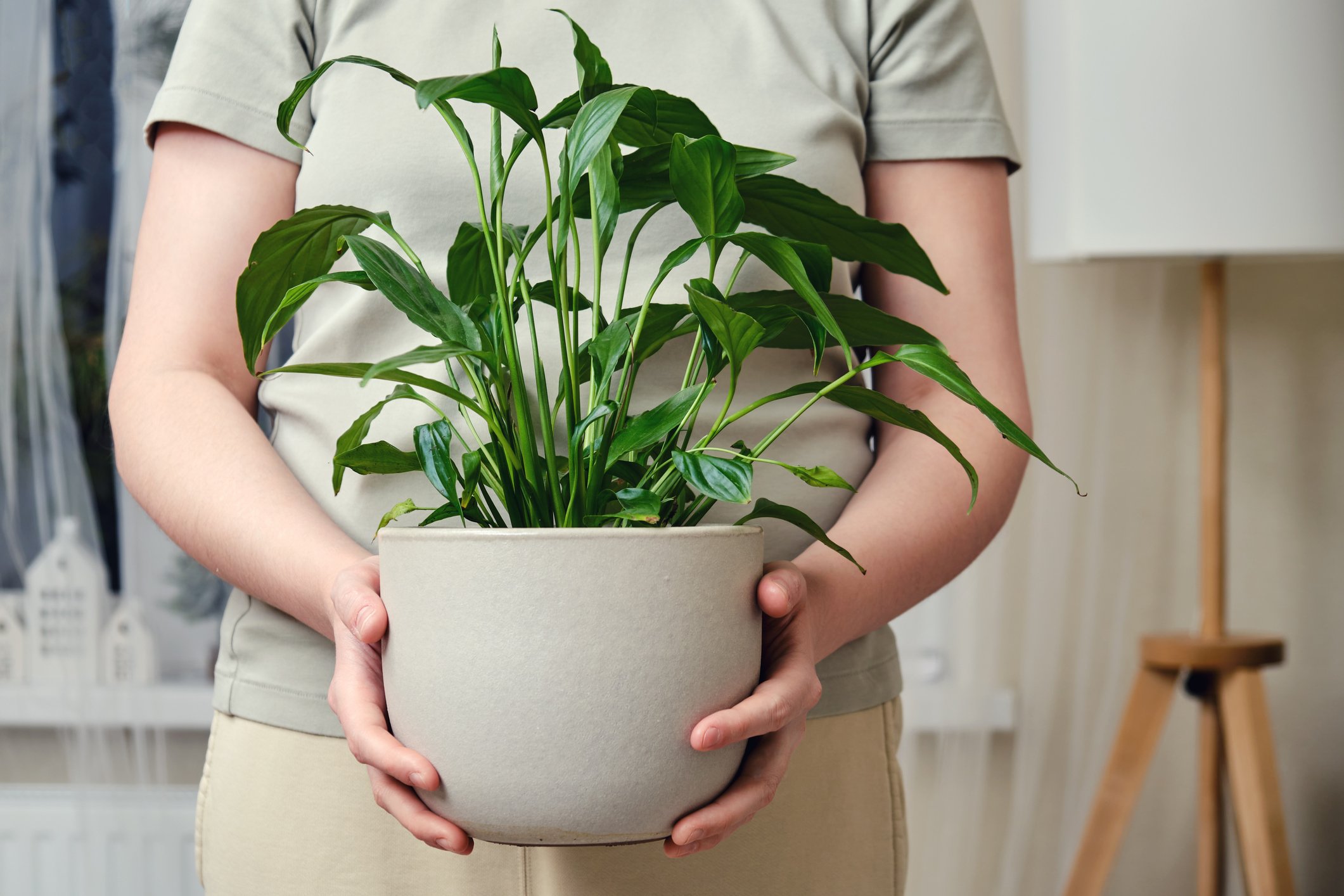 Are Peace Lilies Poisonous to Pets? The Habitat
