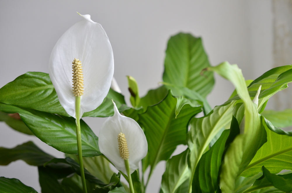 Are Peace Lilies Poisonous to Pets? The Habitat