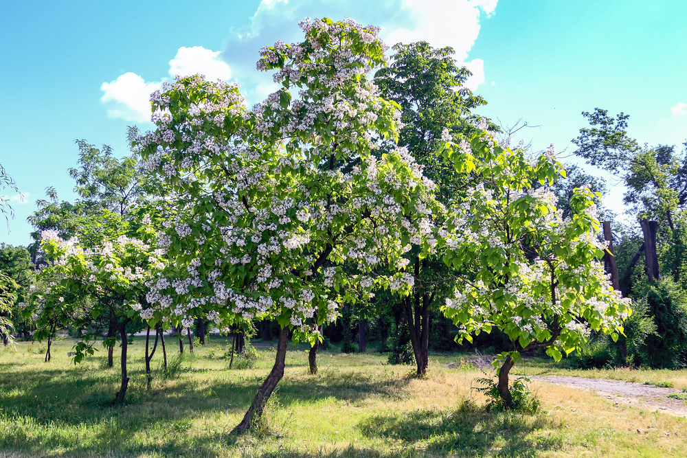 How to Grow Flowering Catalpa Trees in Your Yard The Habitat