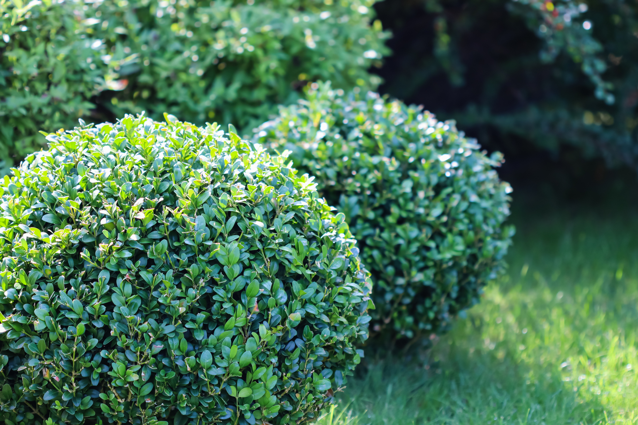 10 Shrub Species to Upgrade Your Yard - The Habitat