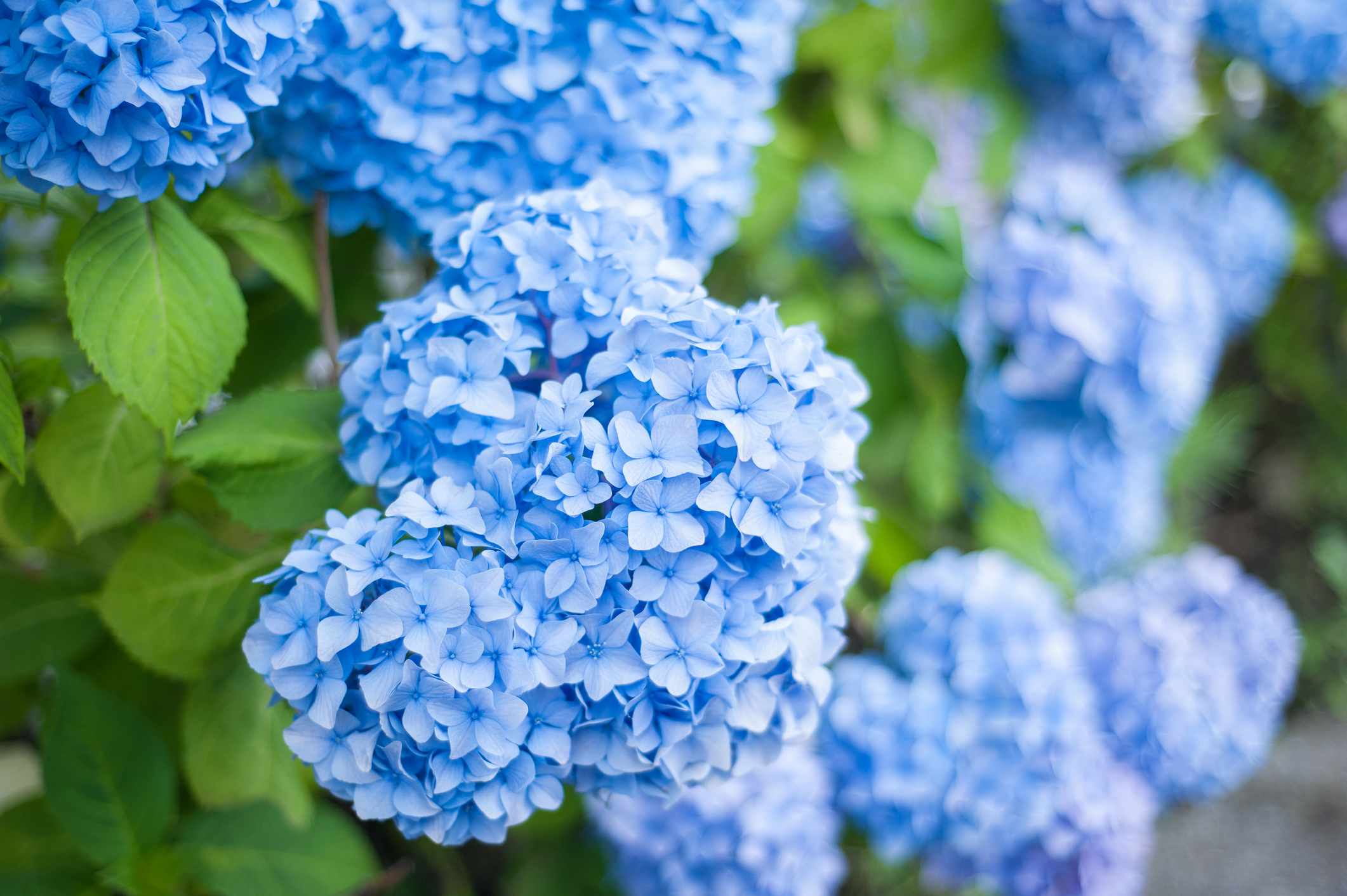 Blue Flowers to Brighten Up Your Garden The Habitat