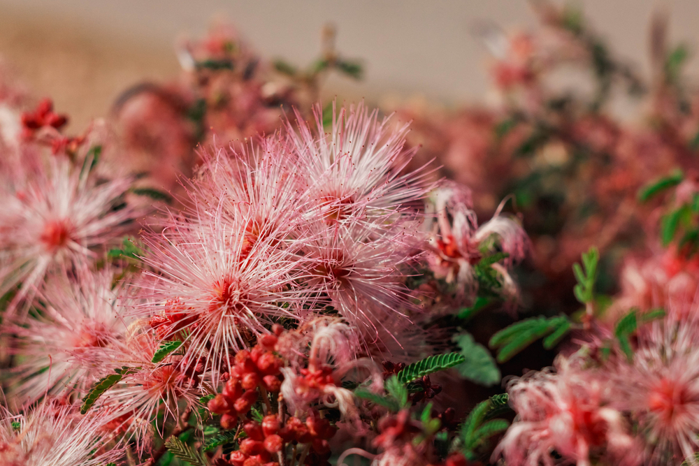 How to Care For Your Fairy Duster Plant The Habitat